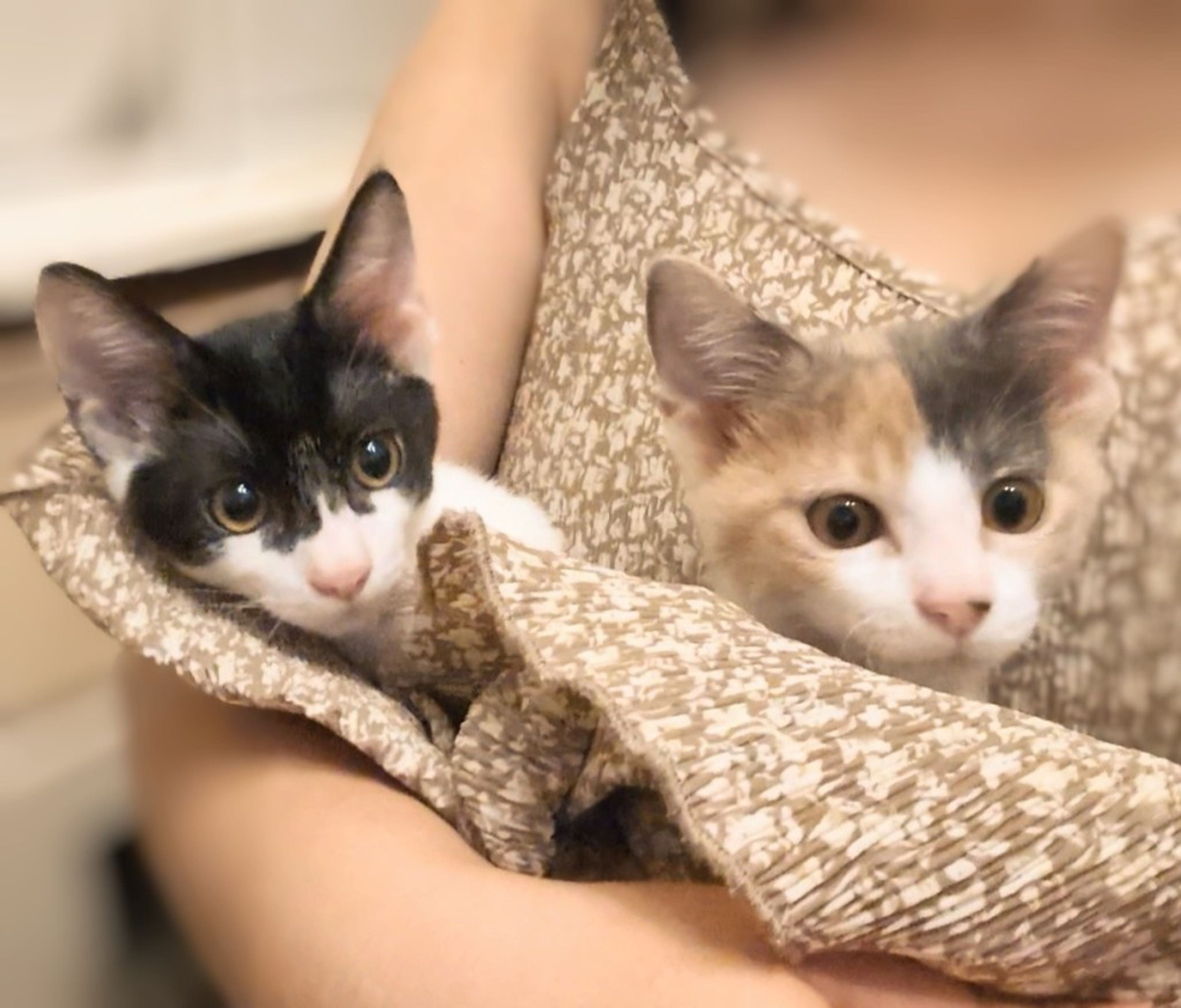雑種（ミックス猫）・オスの里親募集の写真