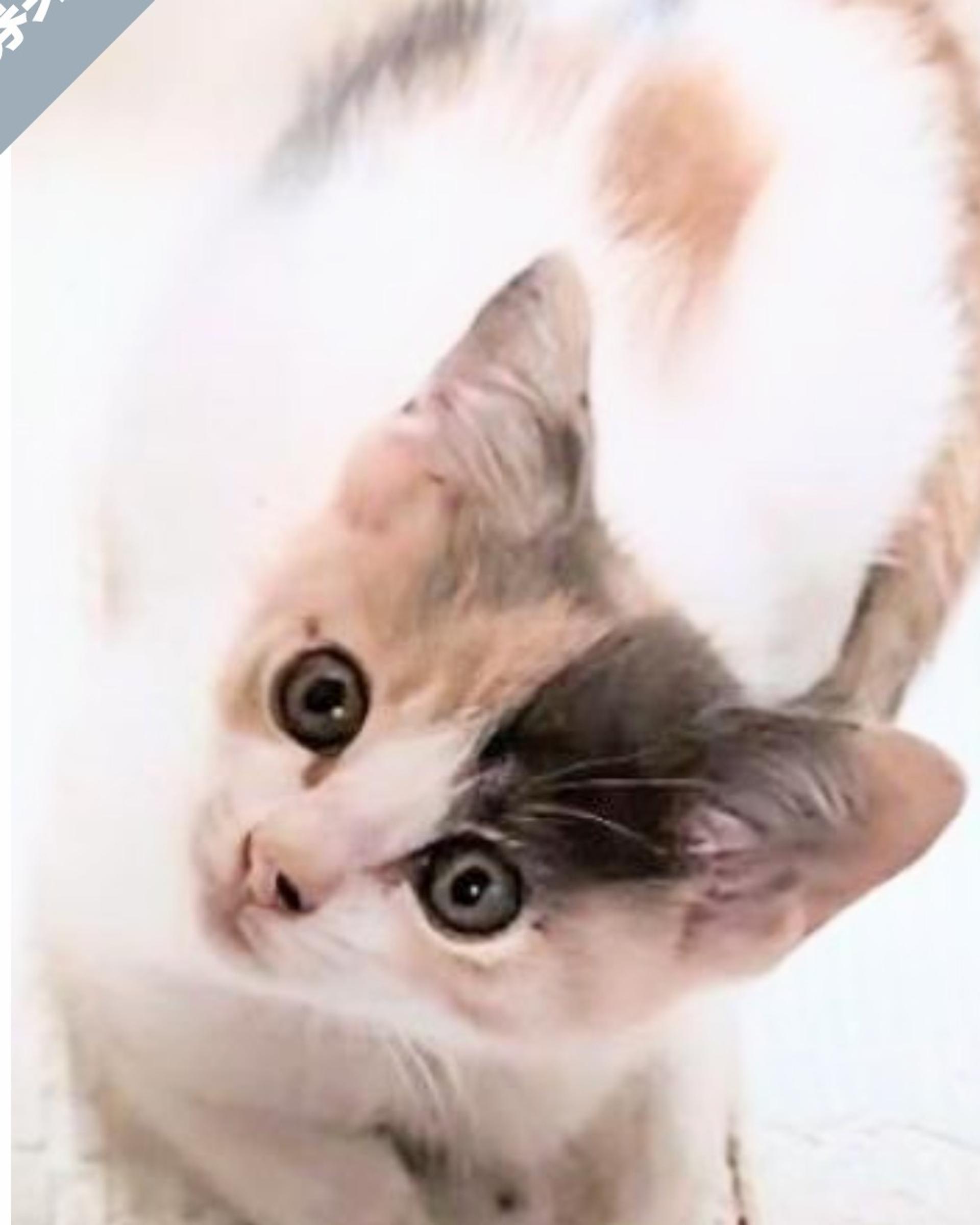 pet-image-3
