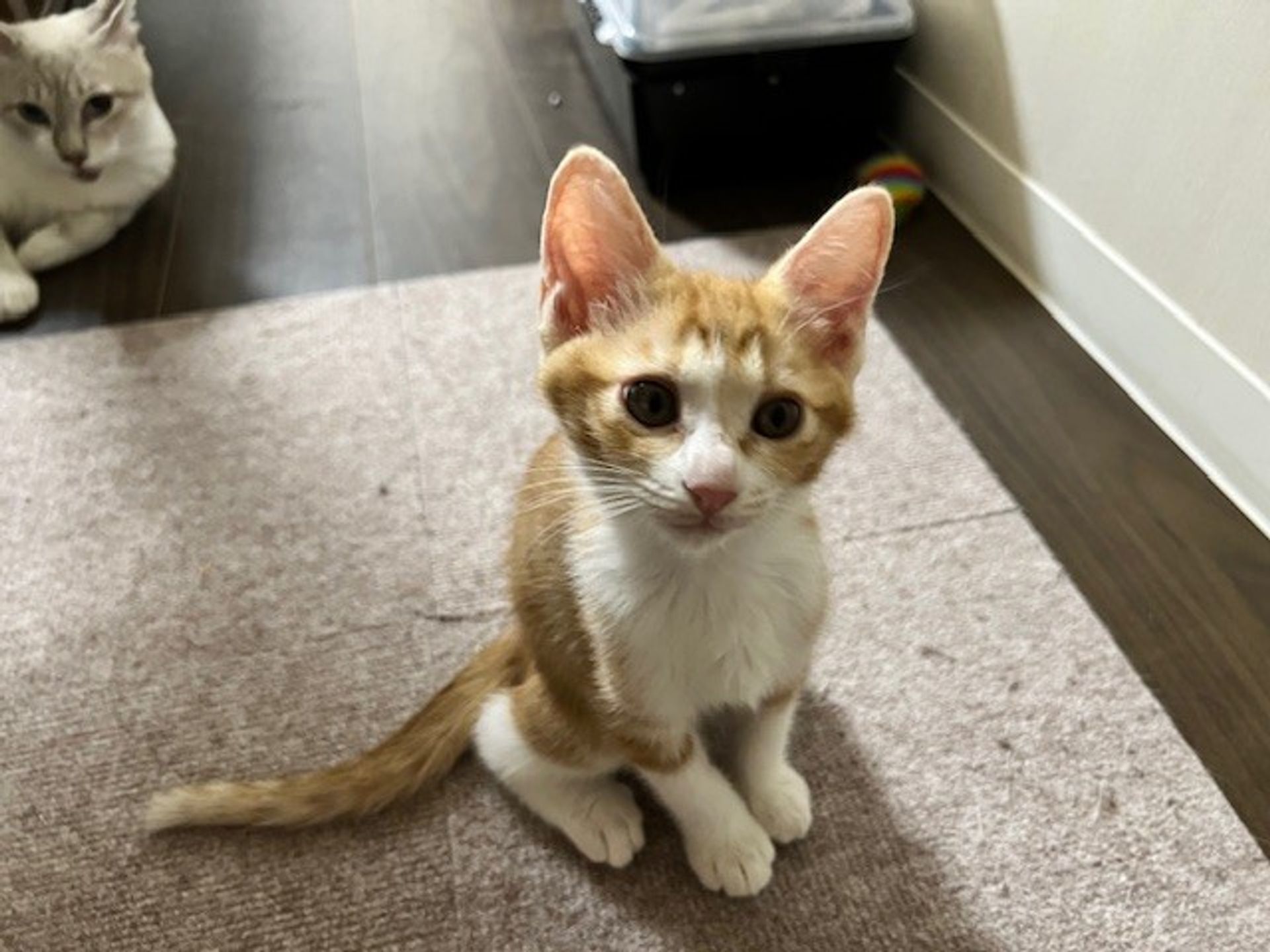 雑種（ミックス猫）・メスの里親募集の写真
