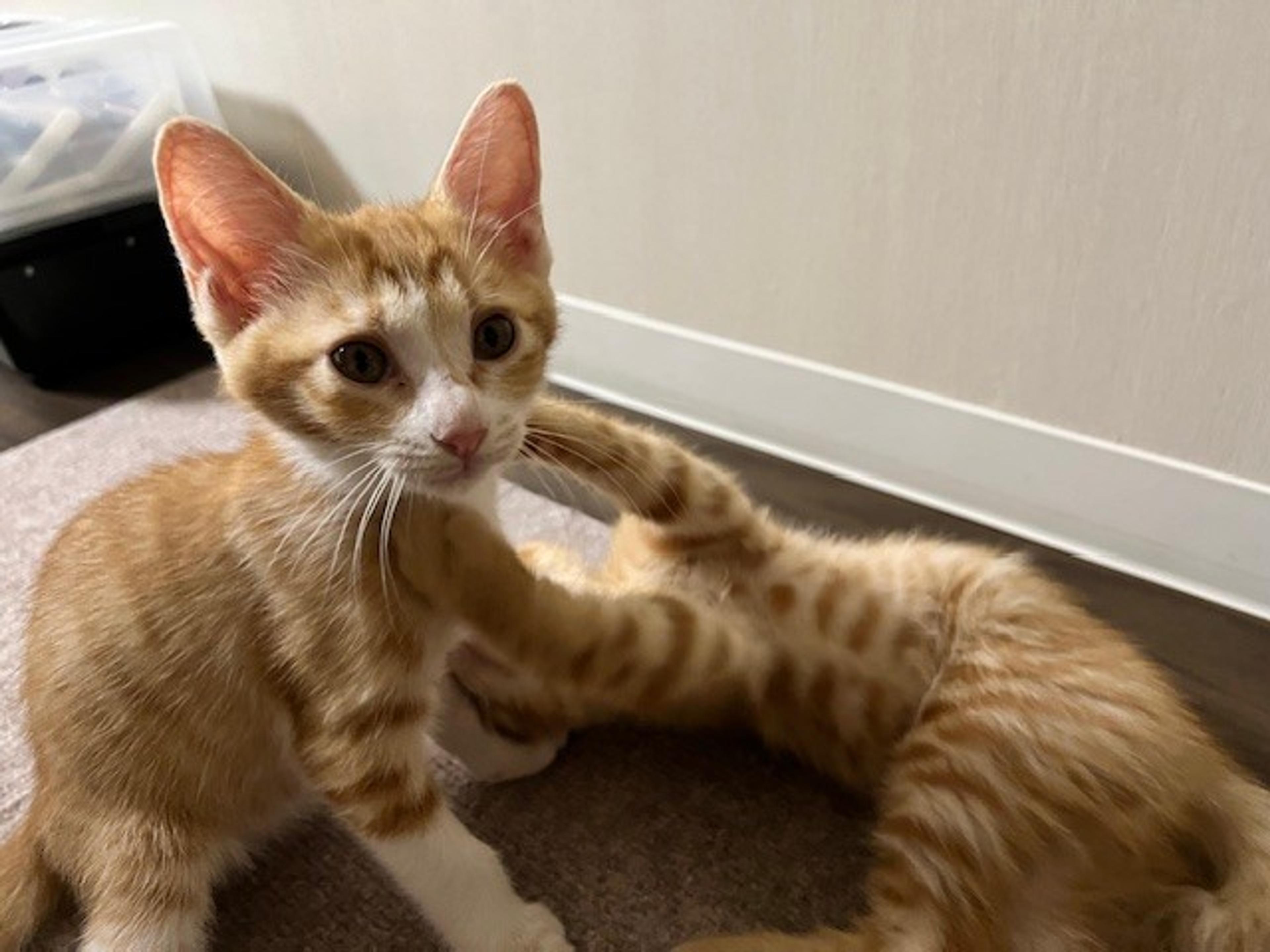pet-image-2