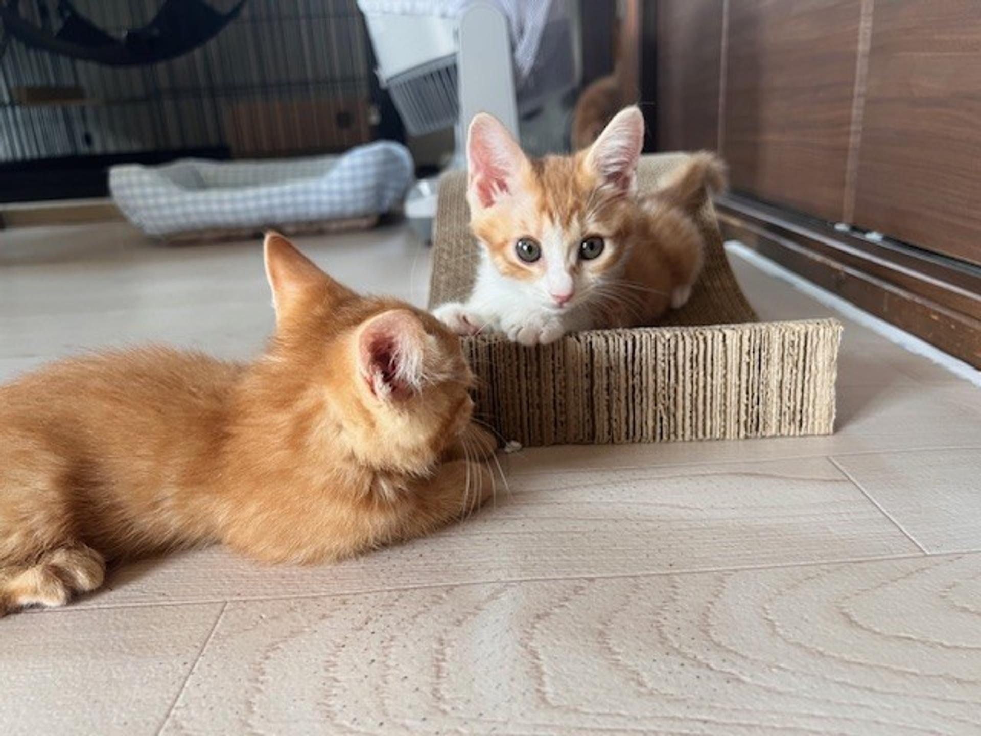 pet-image-3