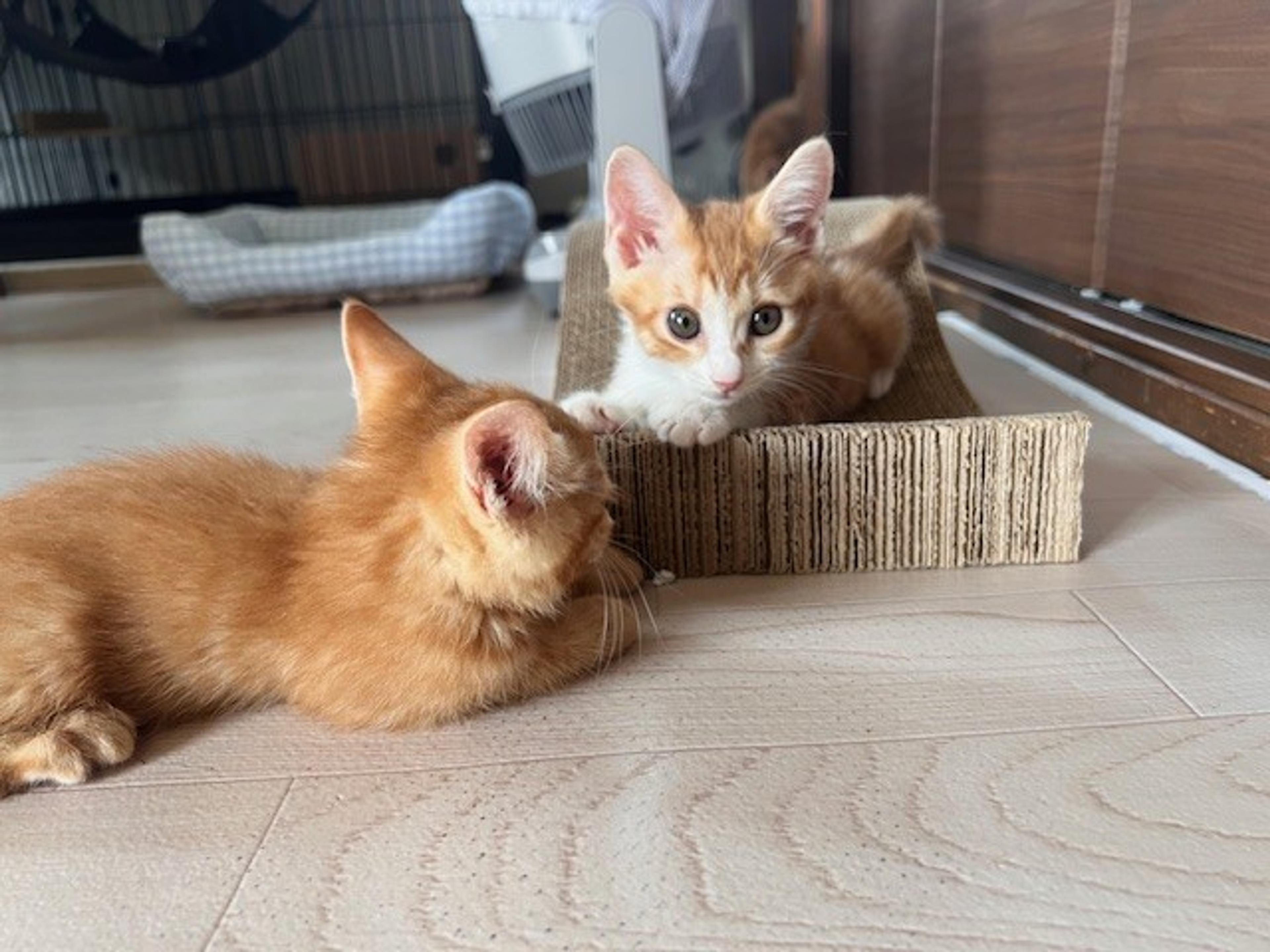 pet-image-3