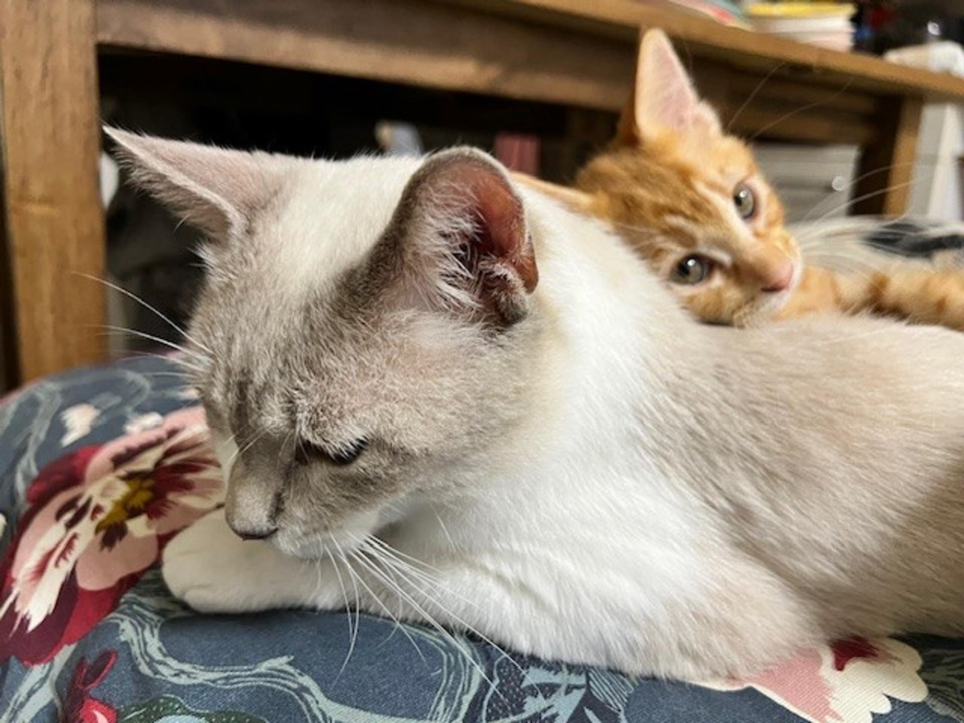 pet-image-3