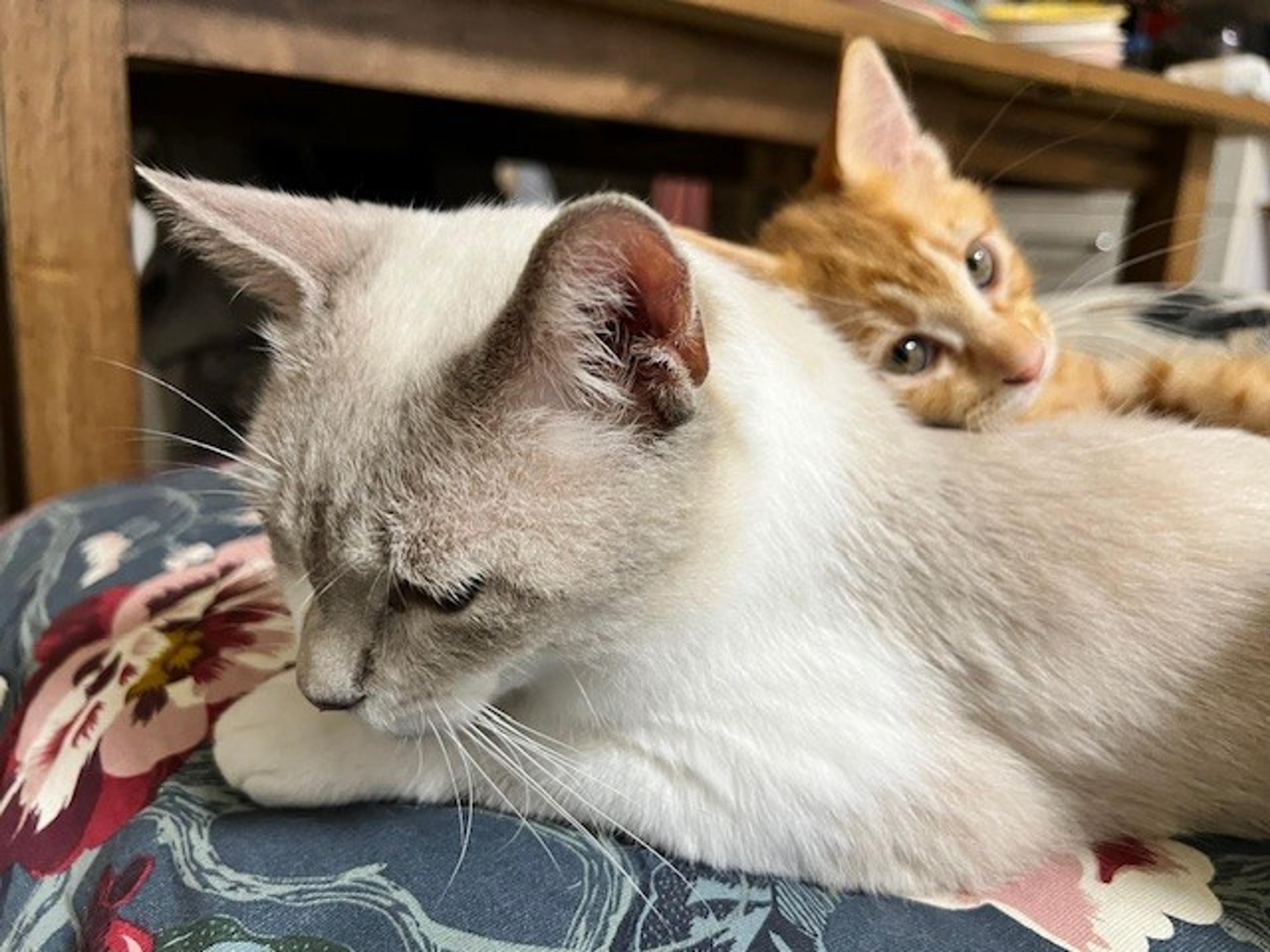pet-image-3