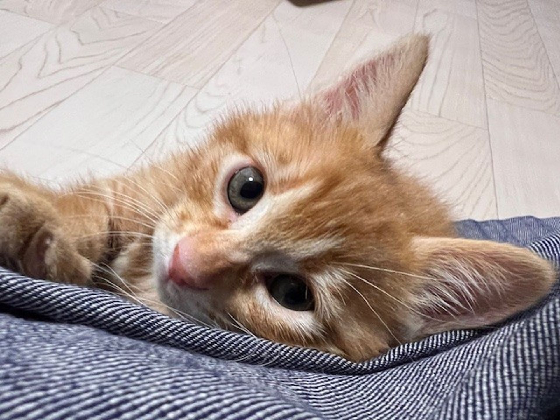 雑種（ミックス猫）・メスの里親募集の写真