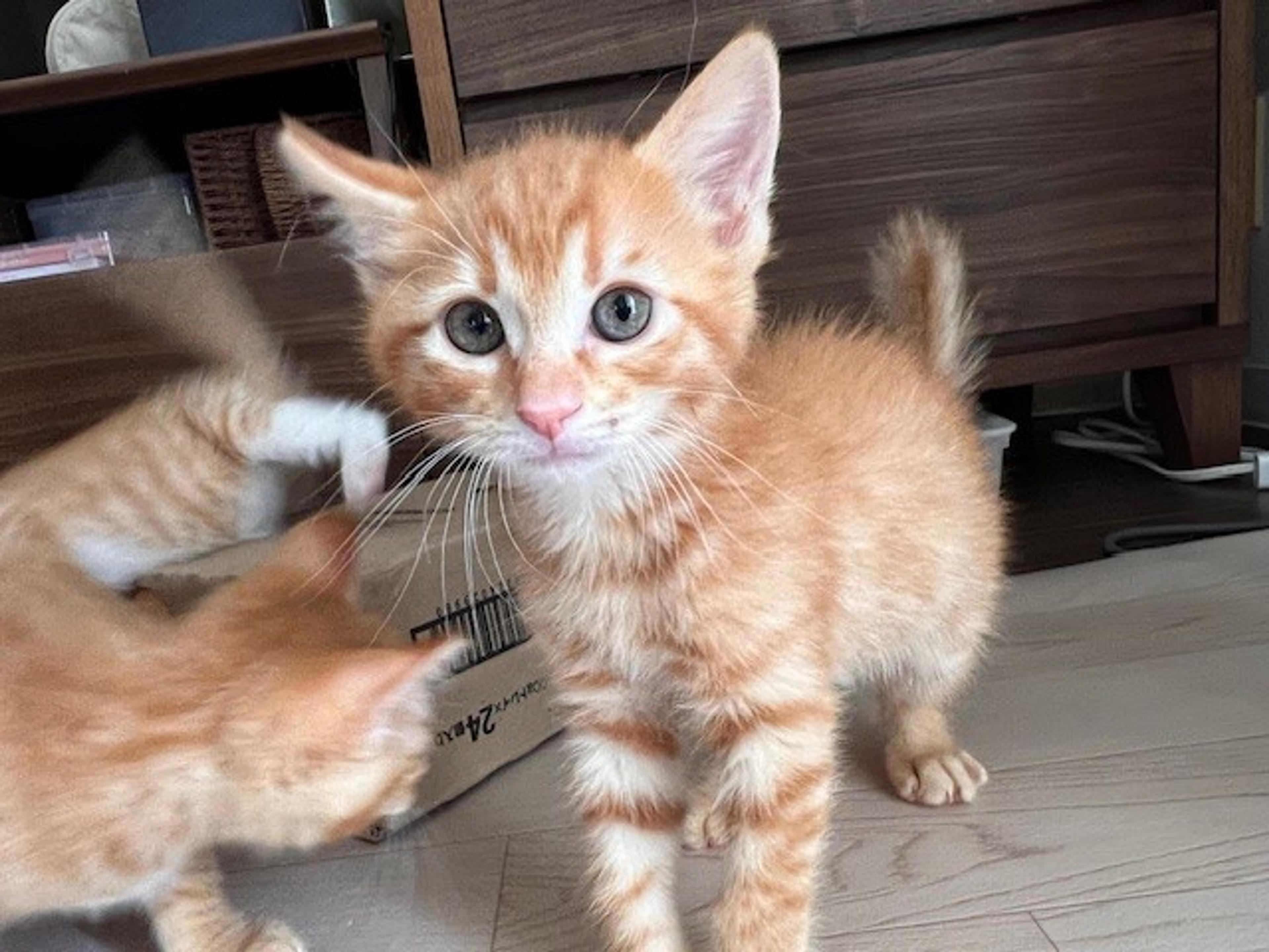pet-image-4