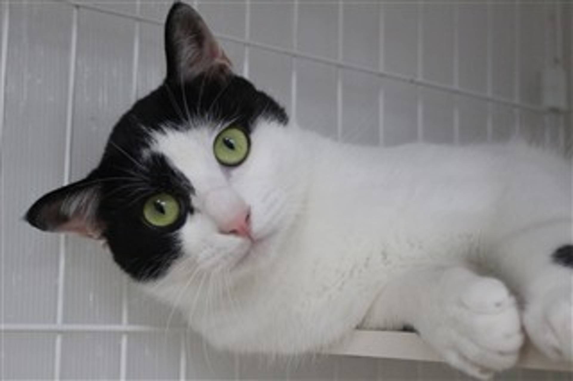 雑種（ミックス猫）・オスの里親募集の写真