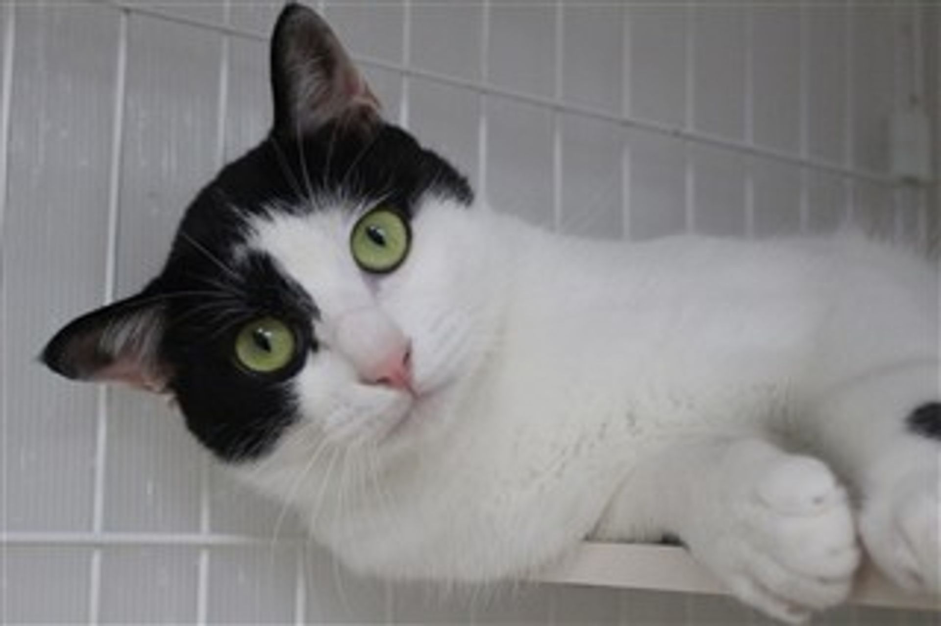 雑種（ミックス猫）・オスの里親募集の写真