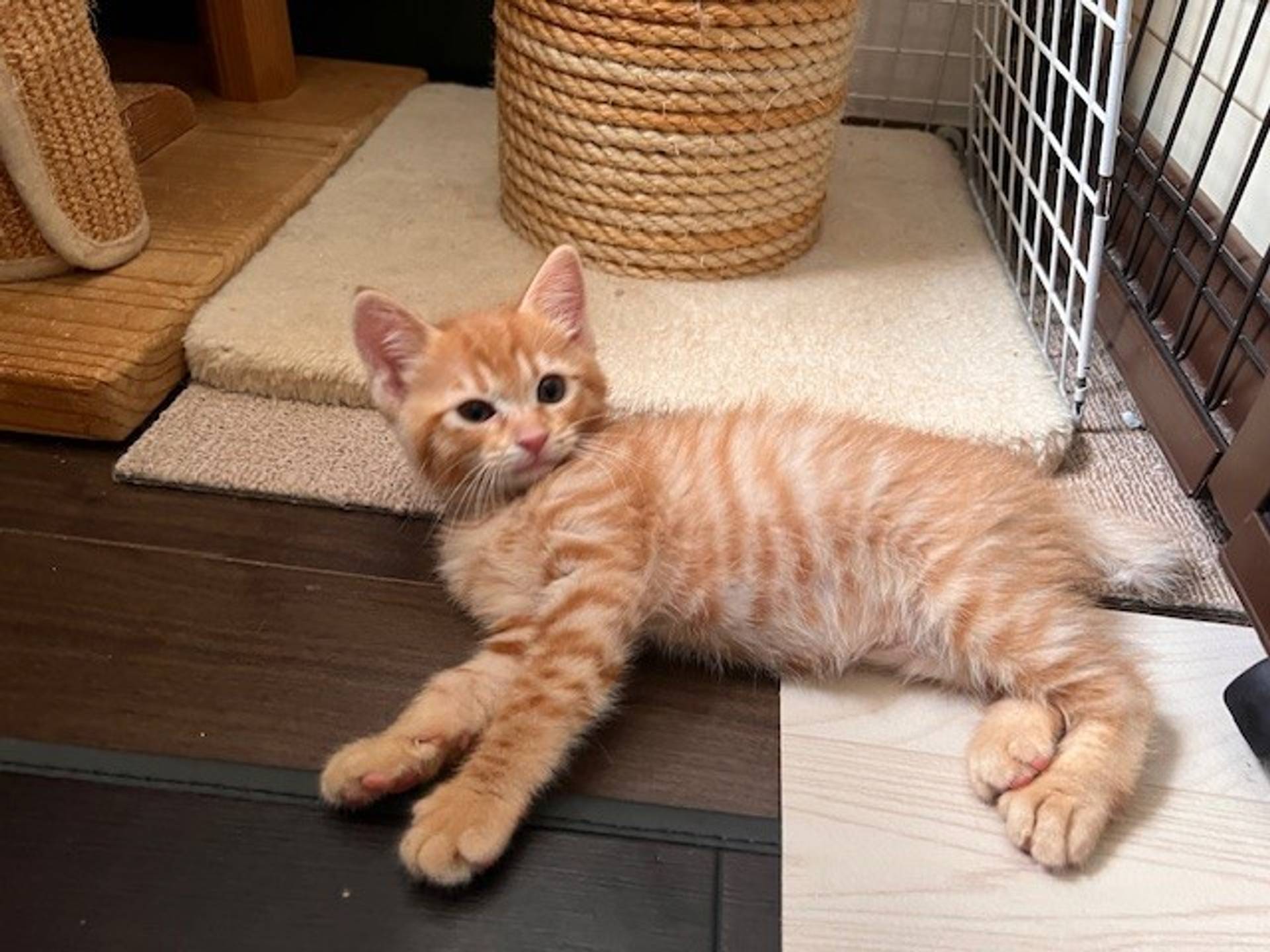 雑種（ミックス猫）・メスの里親募集の写真