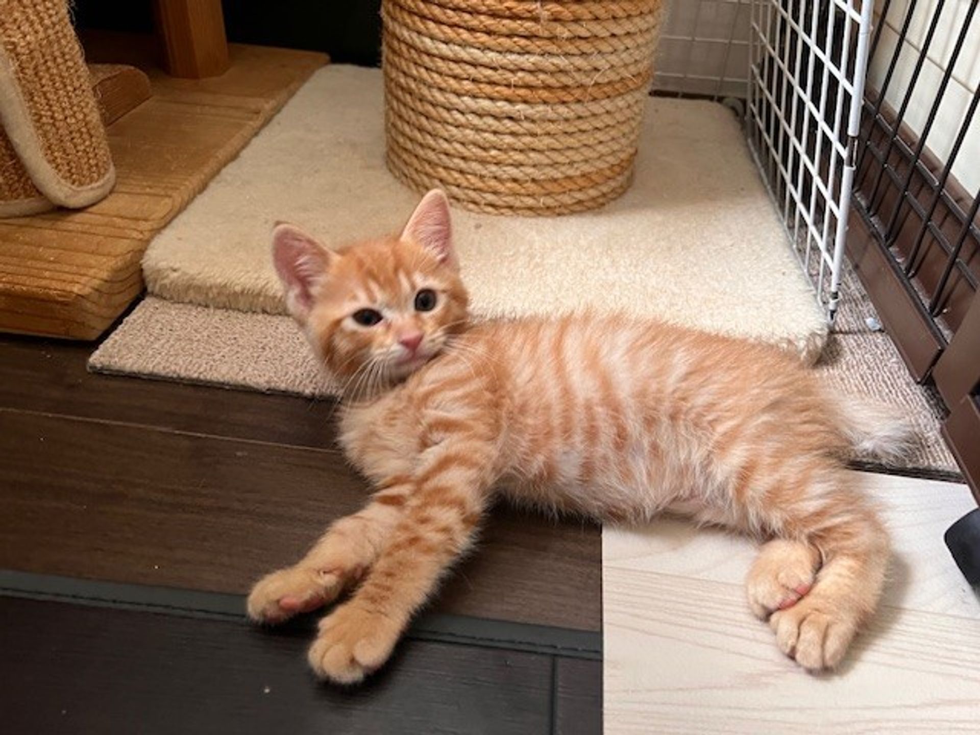 雑種（ミックス猫）・メスの里親募集の写真