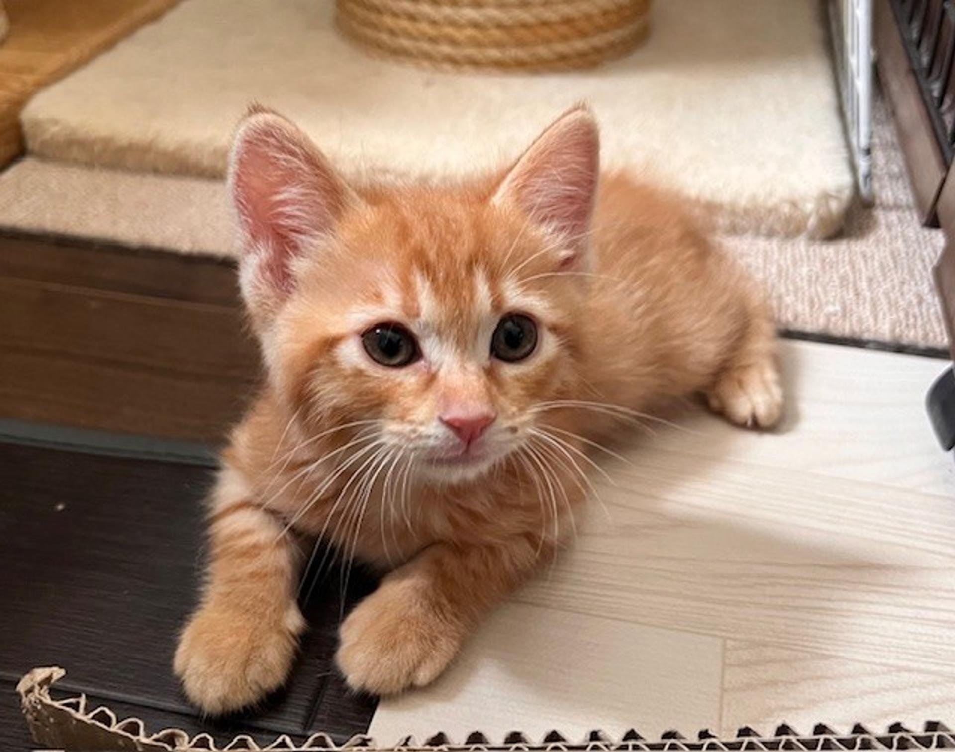 pet-image-2