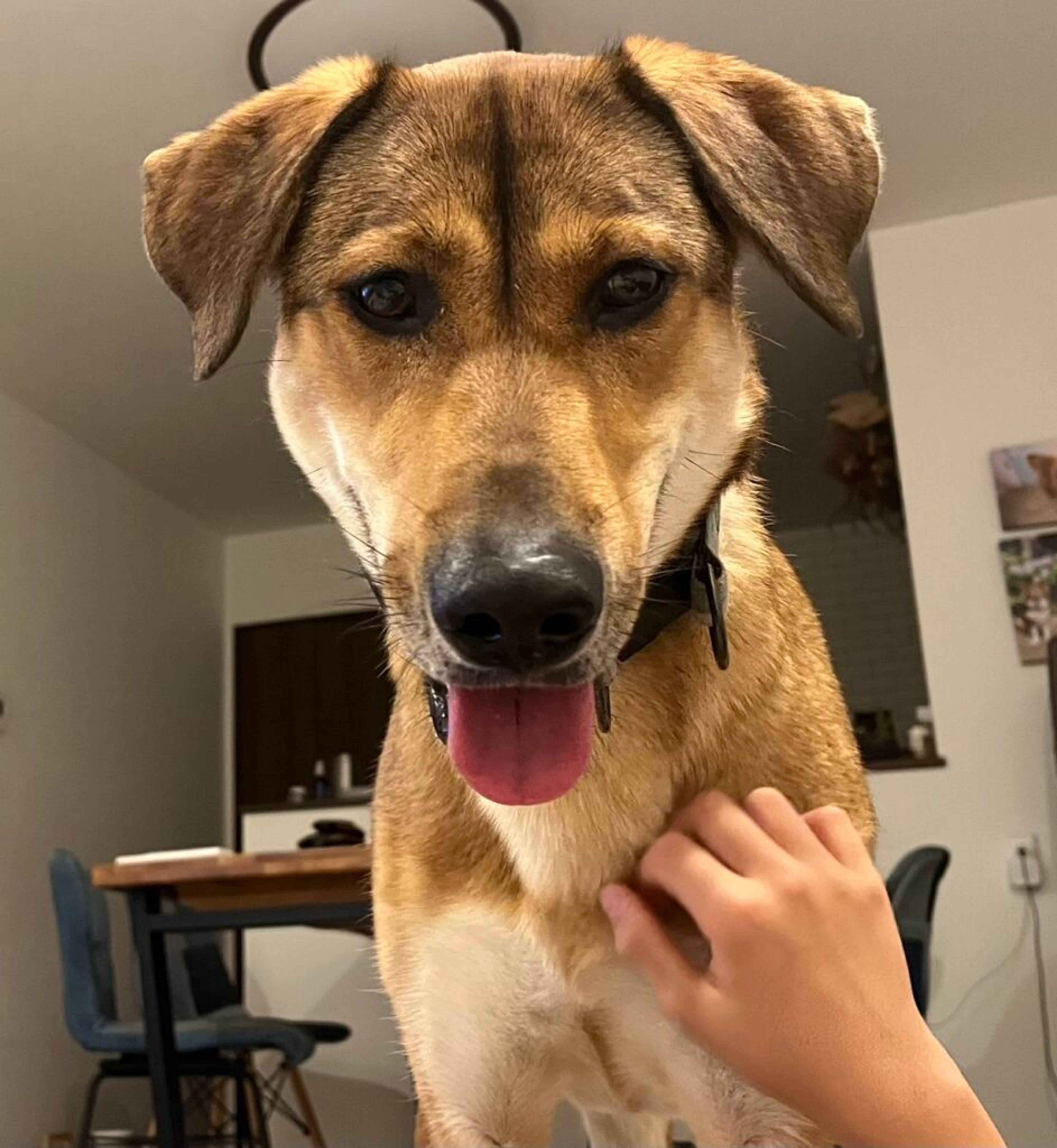 雑種（ミックス犬）・メスの里親募集の写真