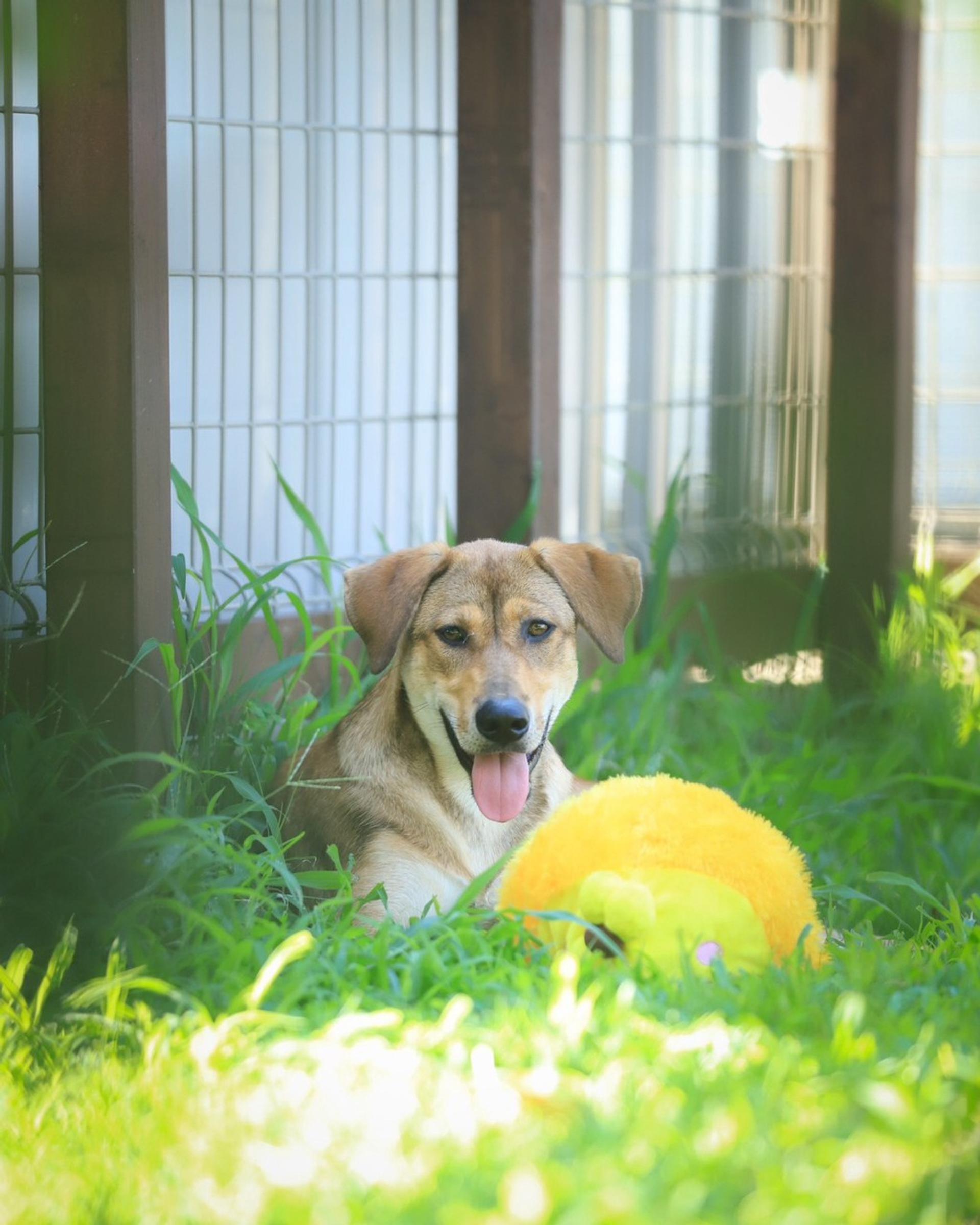 pet-image-3