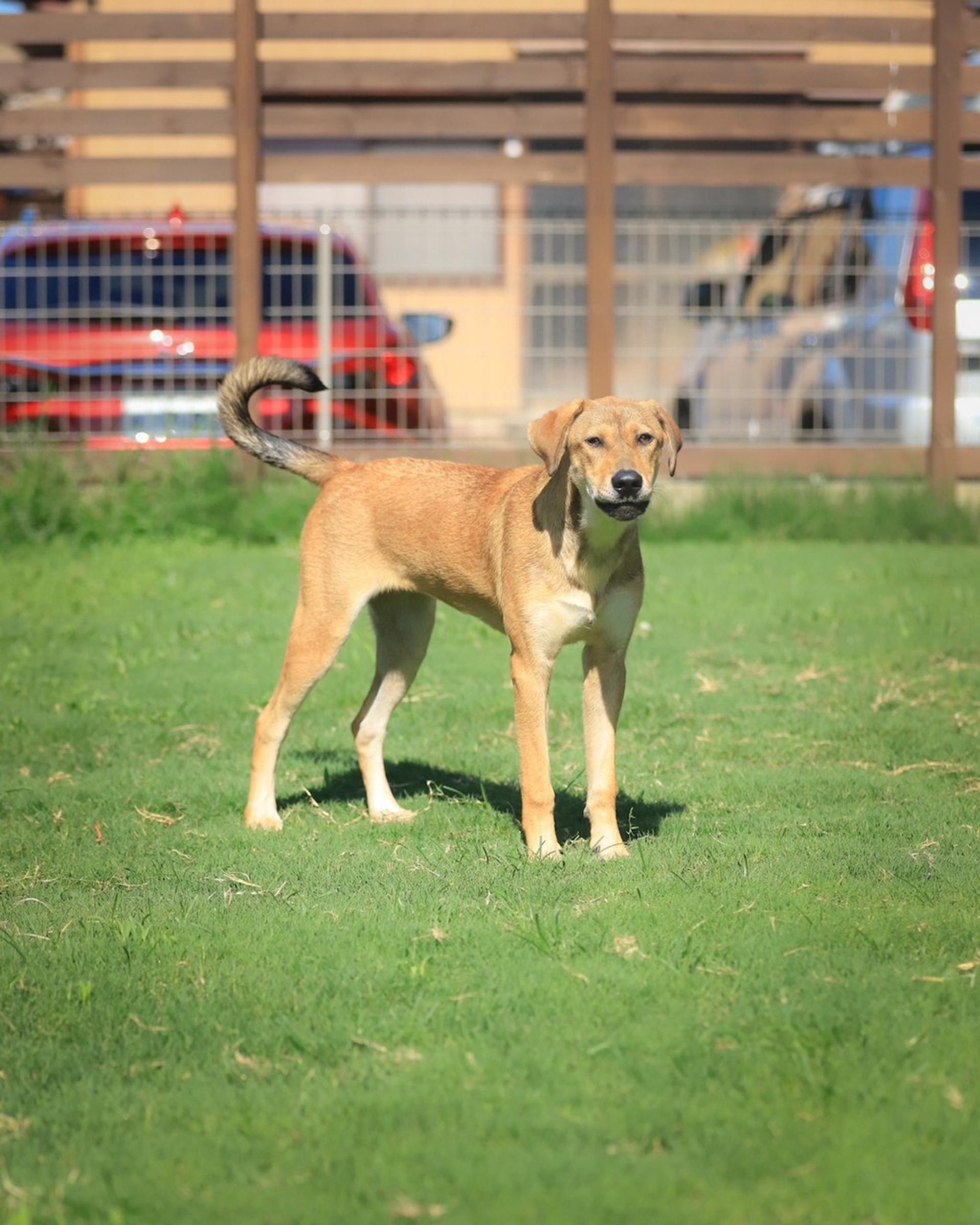 pet-image-5