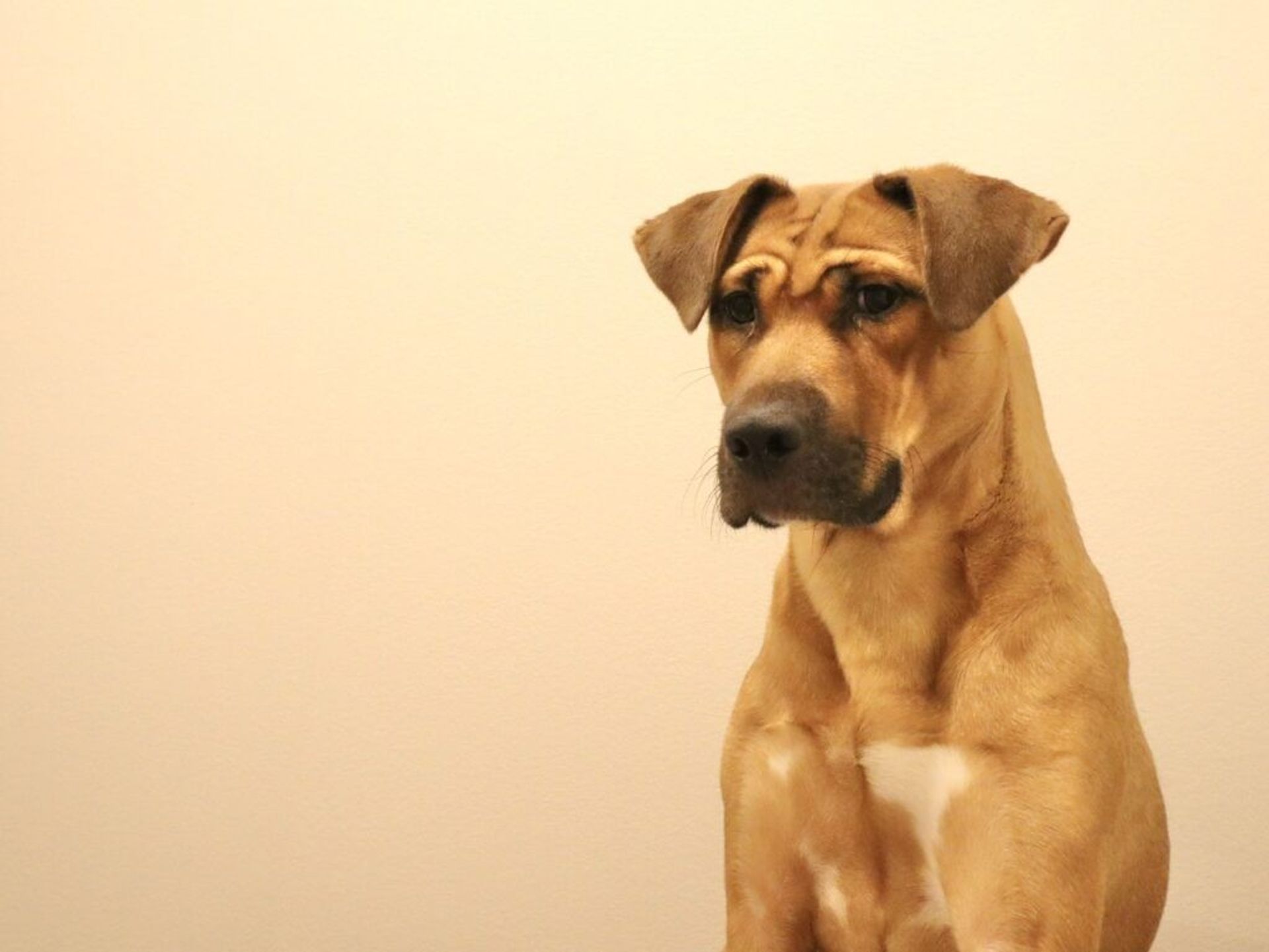雑種（ミックス犬）・オスの里親募集の写真