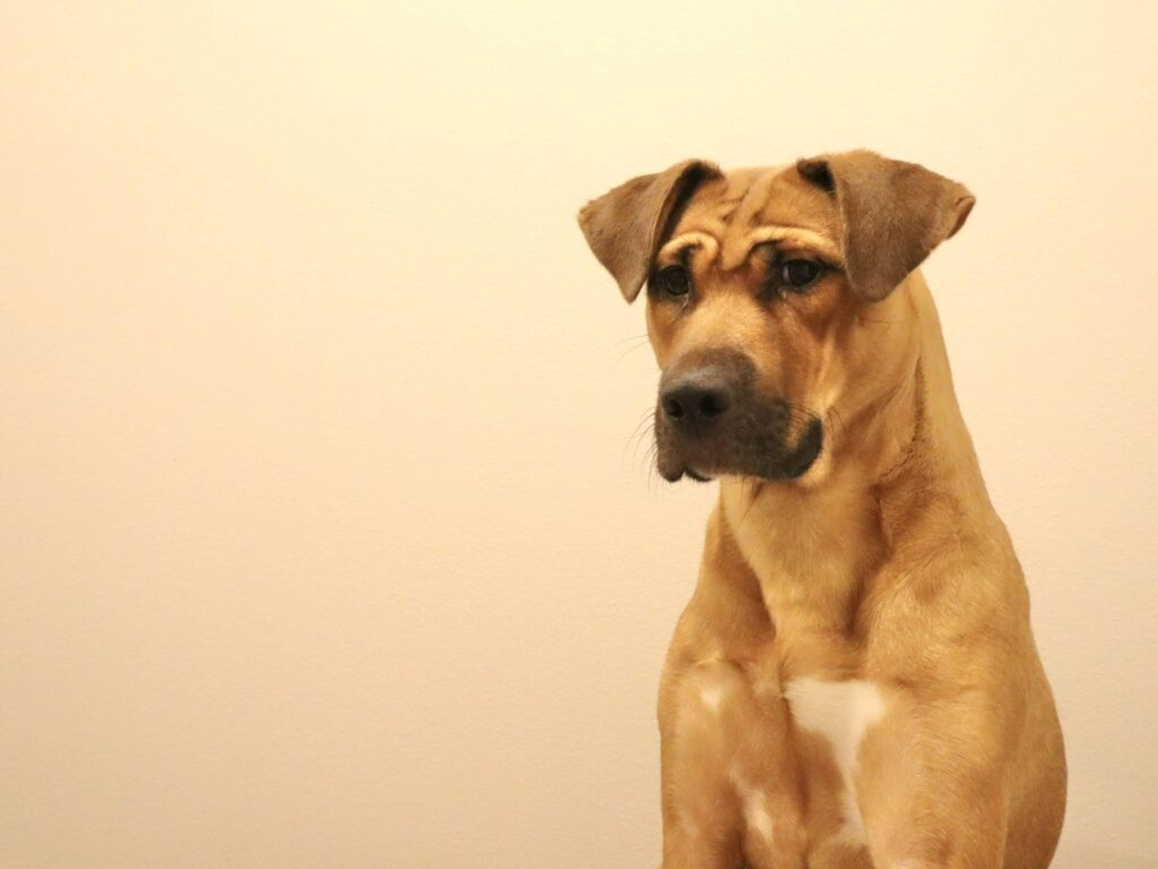 雑種（ミックス犬）・オスの里親募集の写真