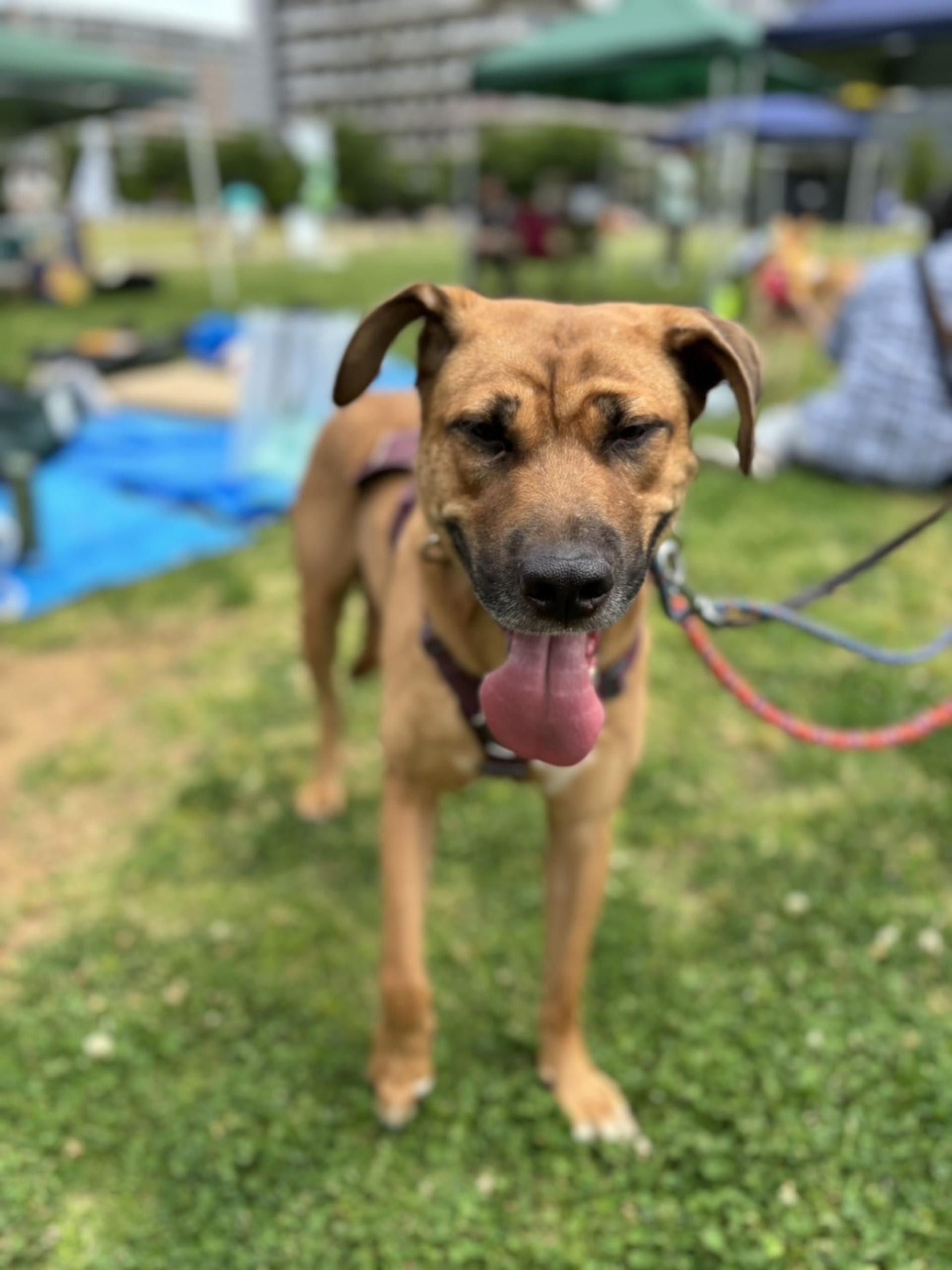 pet-image-2