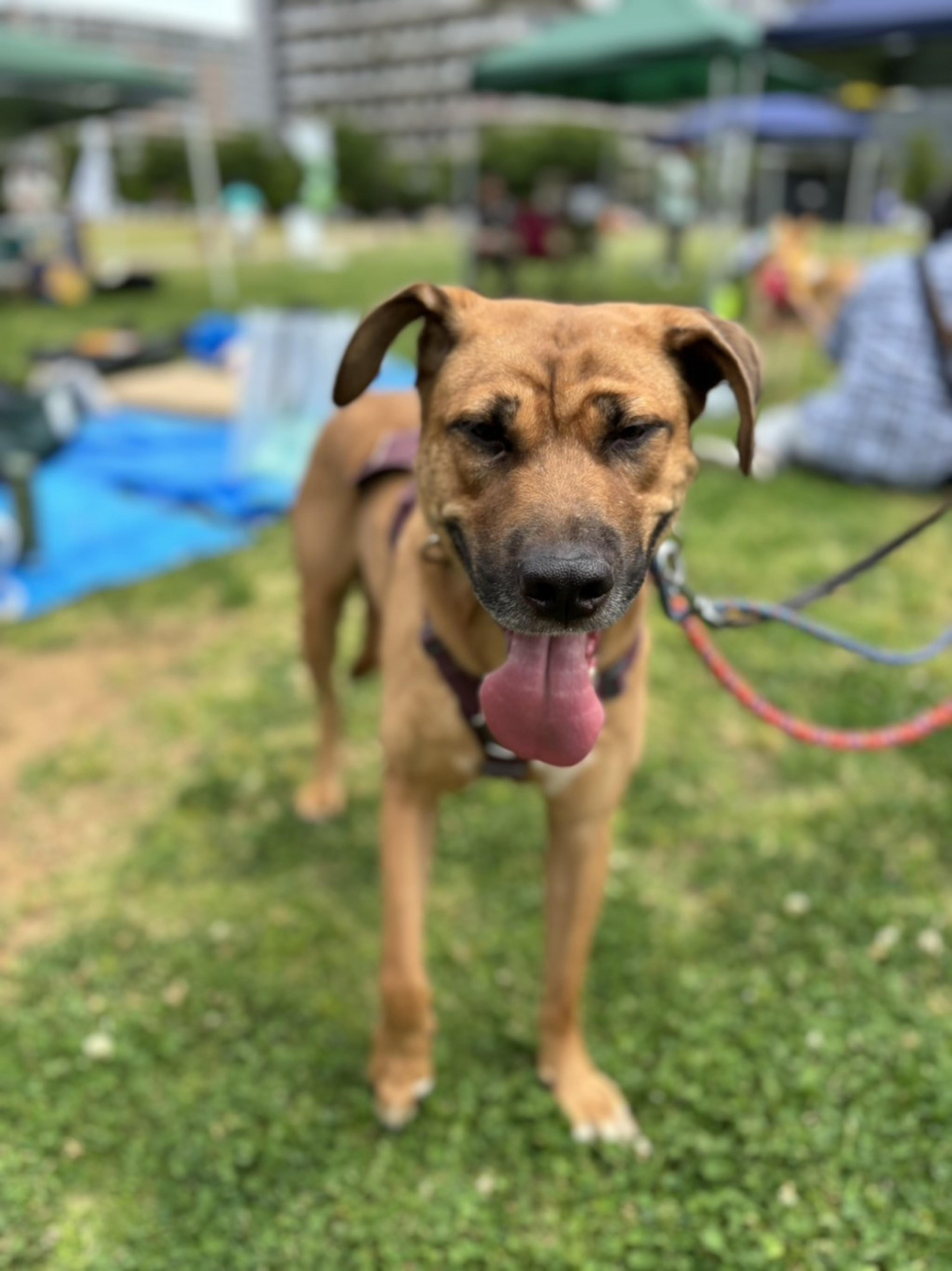 pet-image-2