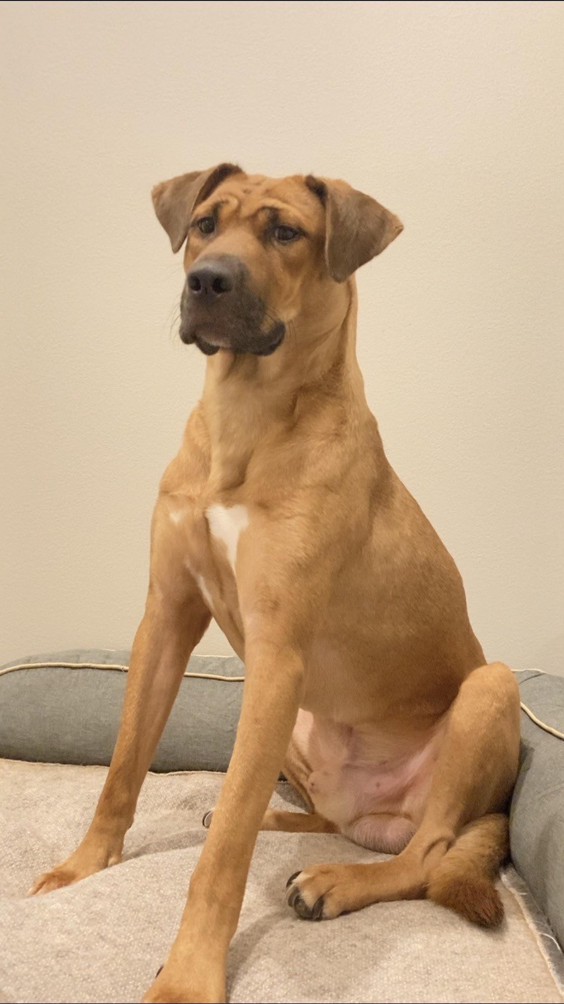 pet-image-4