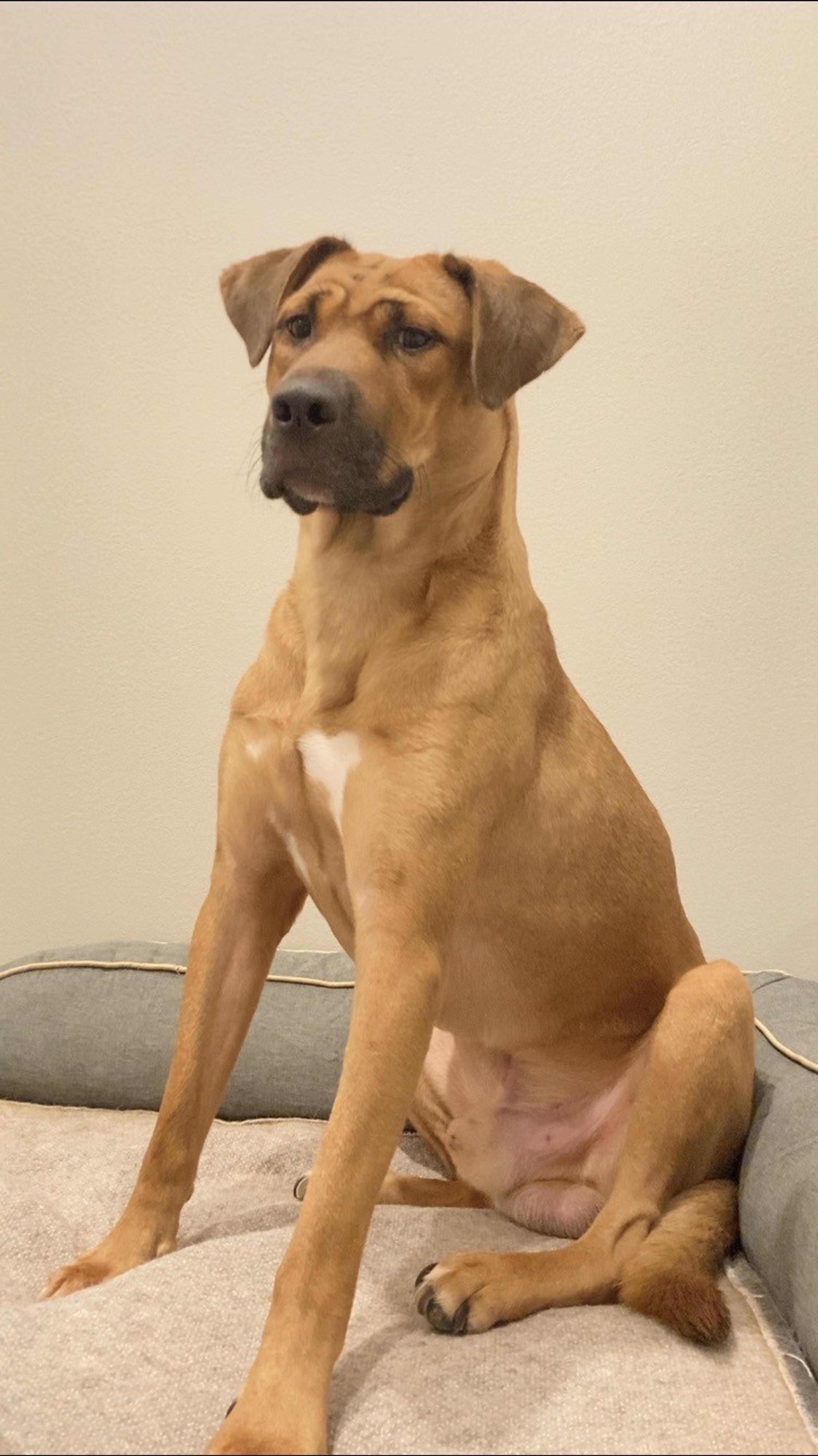 pet-image-4