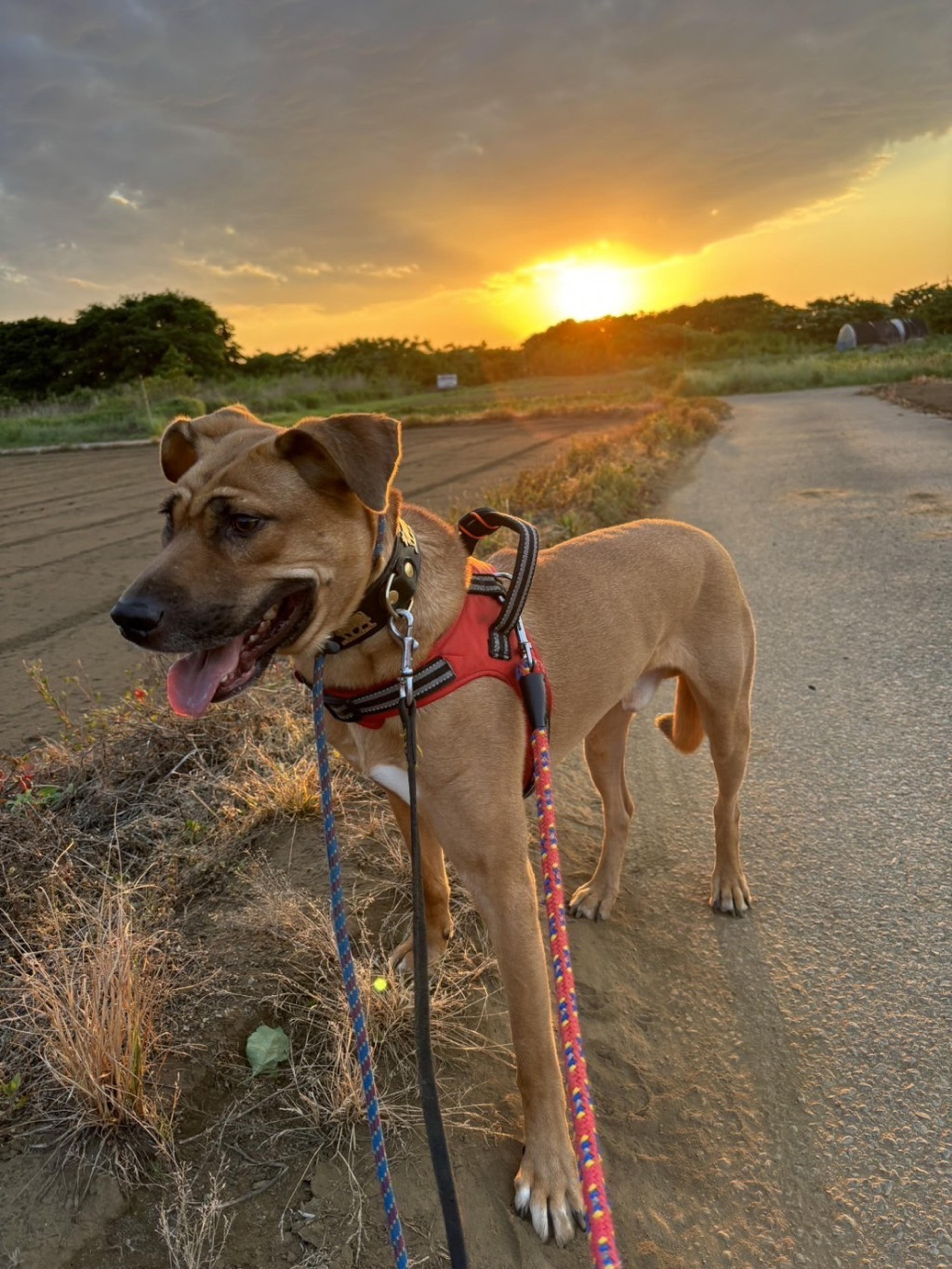 pet-image-5