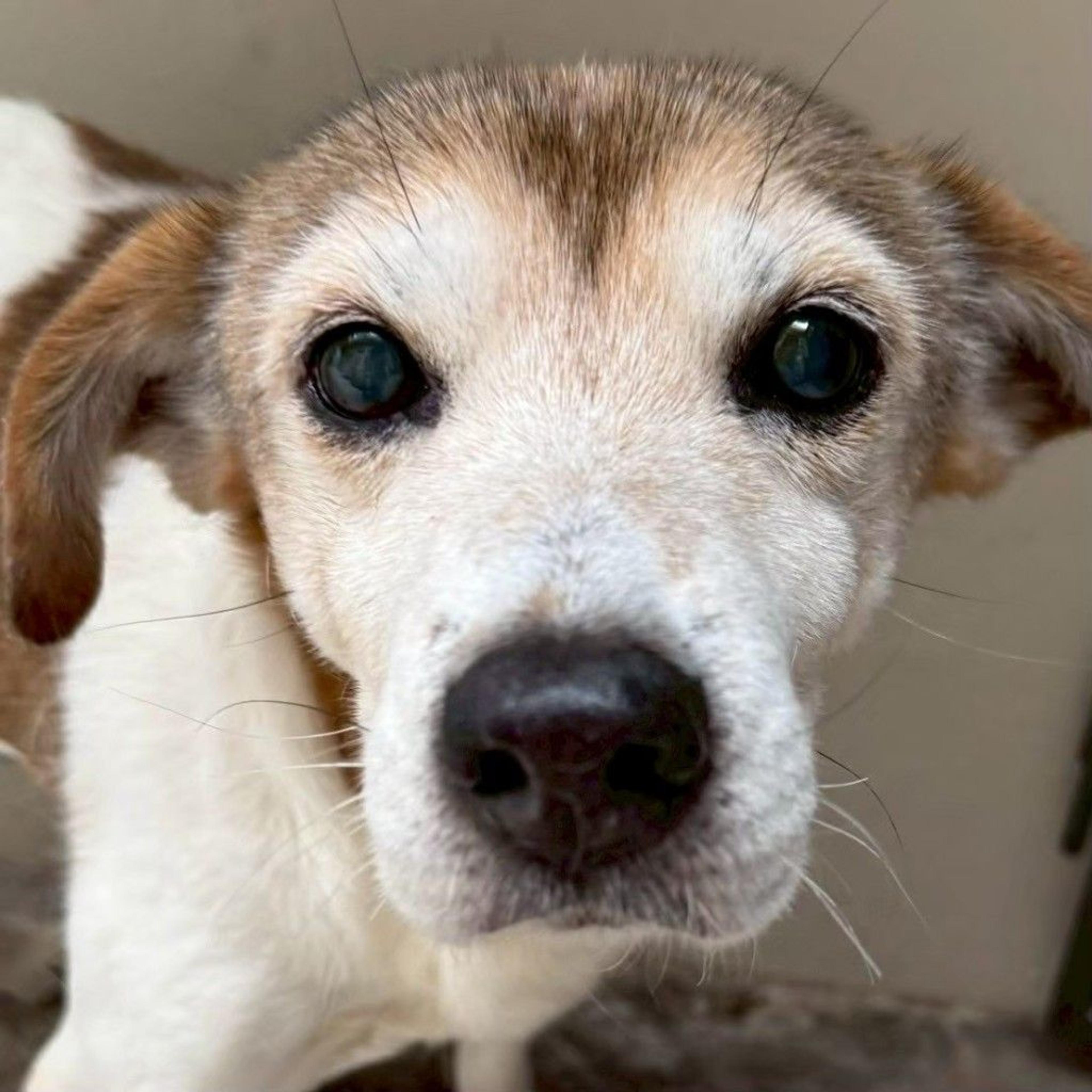 pet-image-2