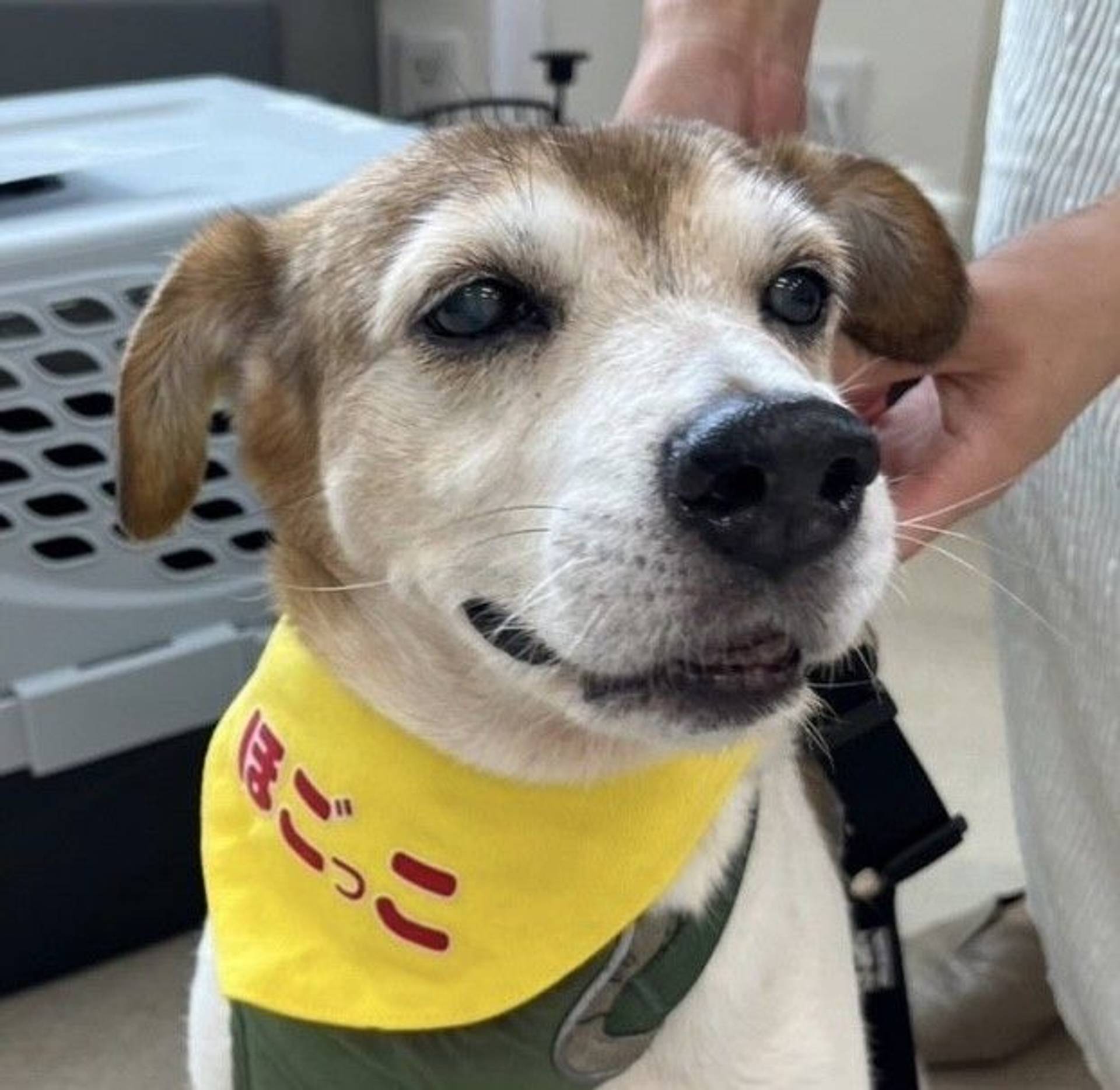 雑種（ミックス犬）・オスの里親募集の写真