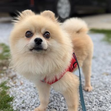 ポメラニアン・オスの里親募集の写真