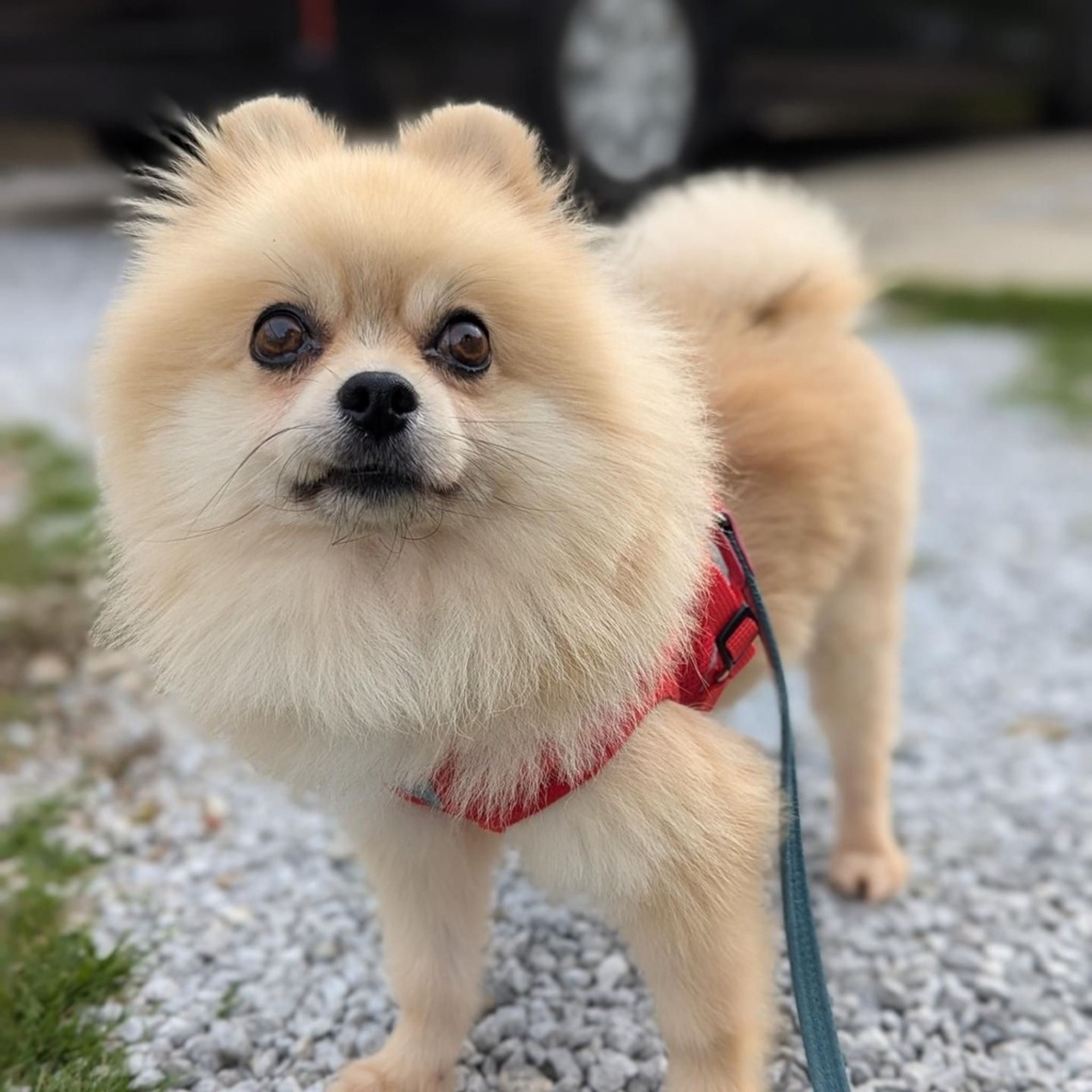 ポメラニアン・オスの里親募集の写真