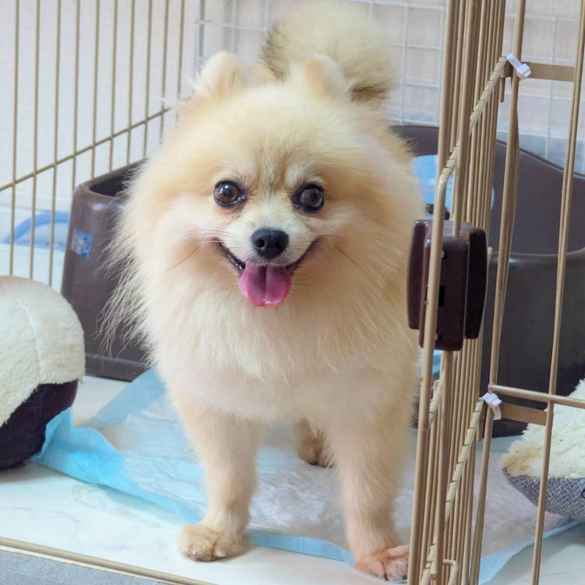 pet-image-2