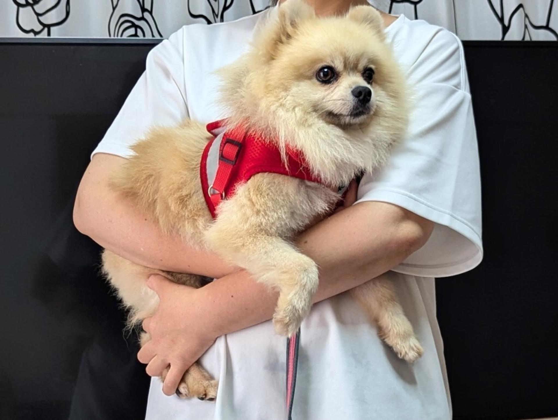 pet-image-3