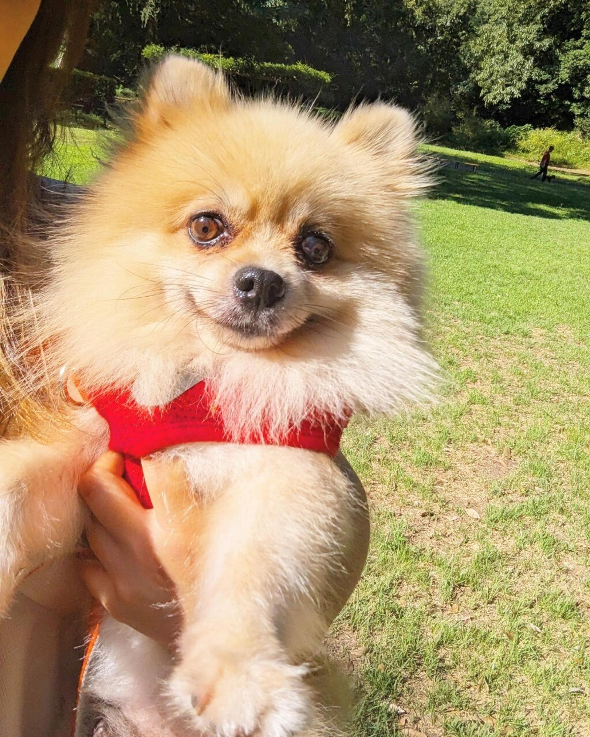 pet-image-4