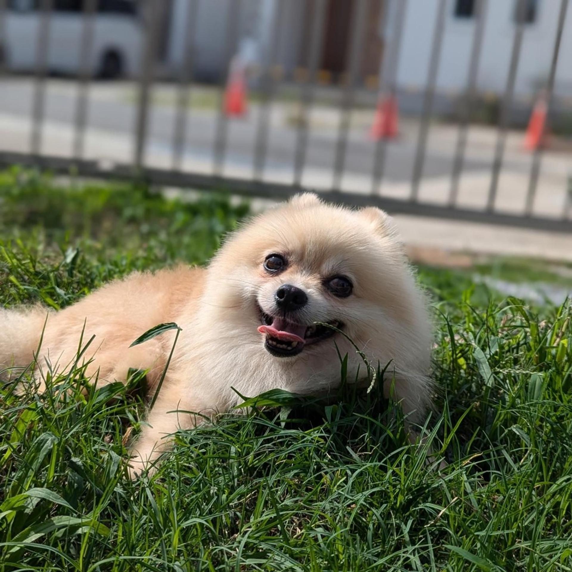 pet-image-6