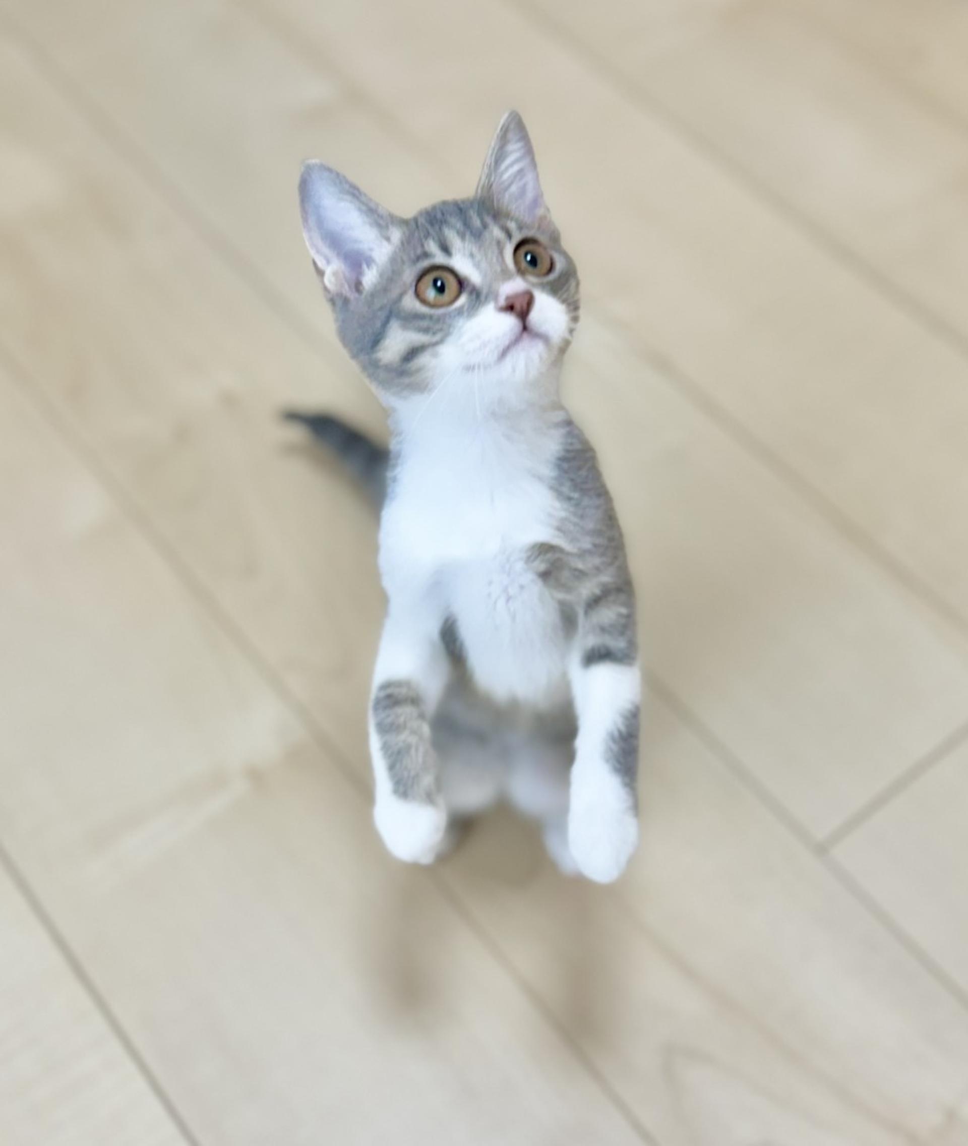 pet-image-3