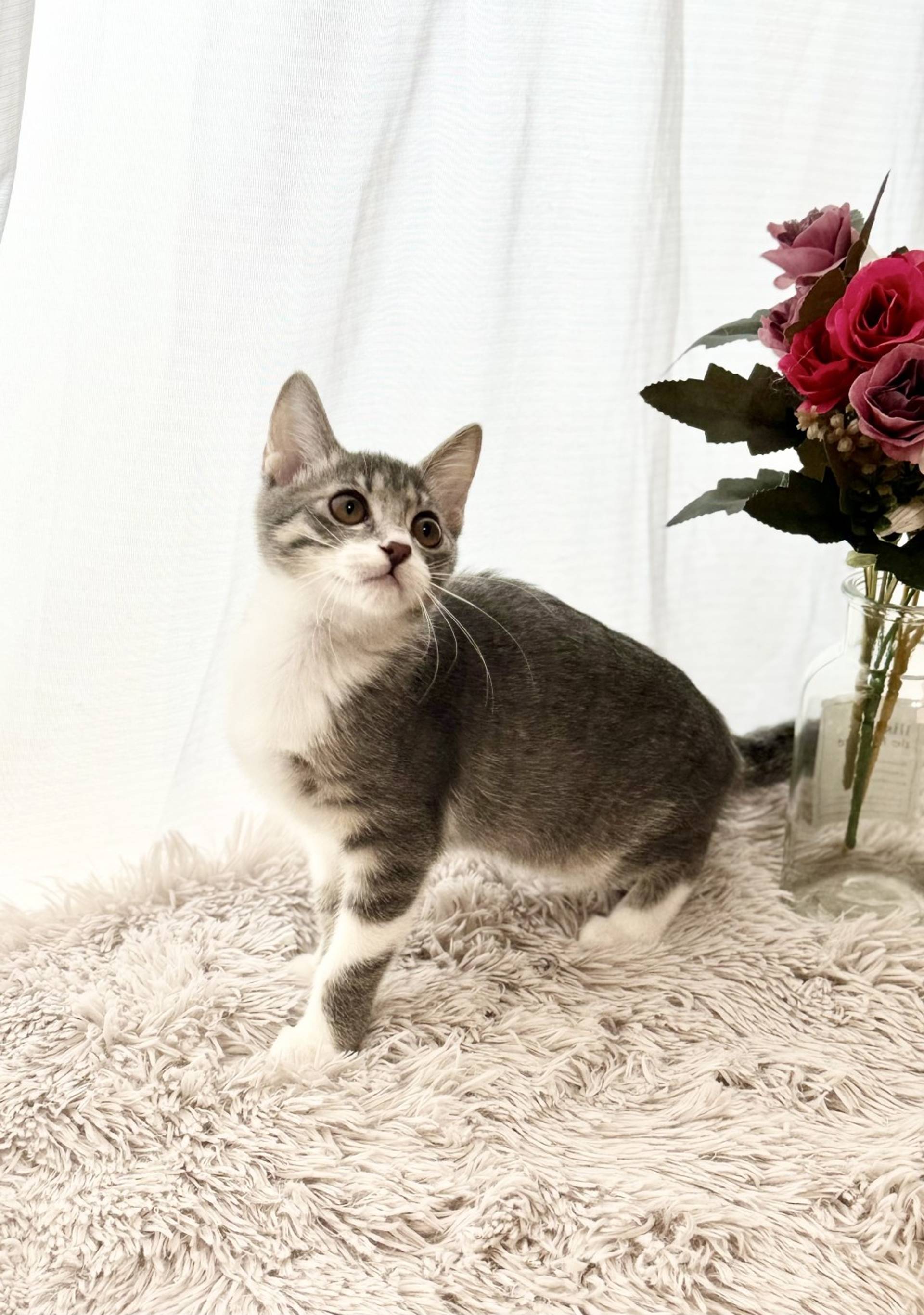 雑種（ミックス猫）・メスの里親募集の写真