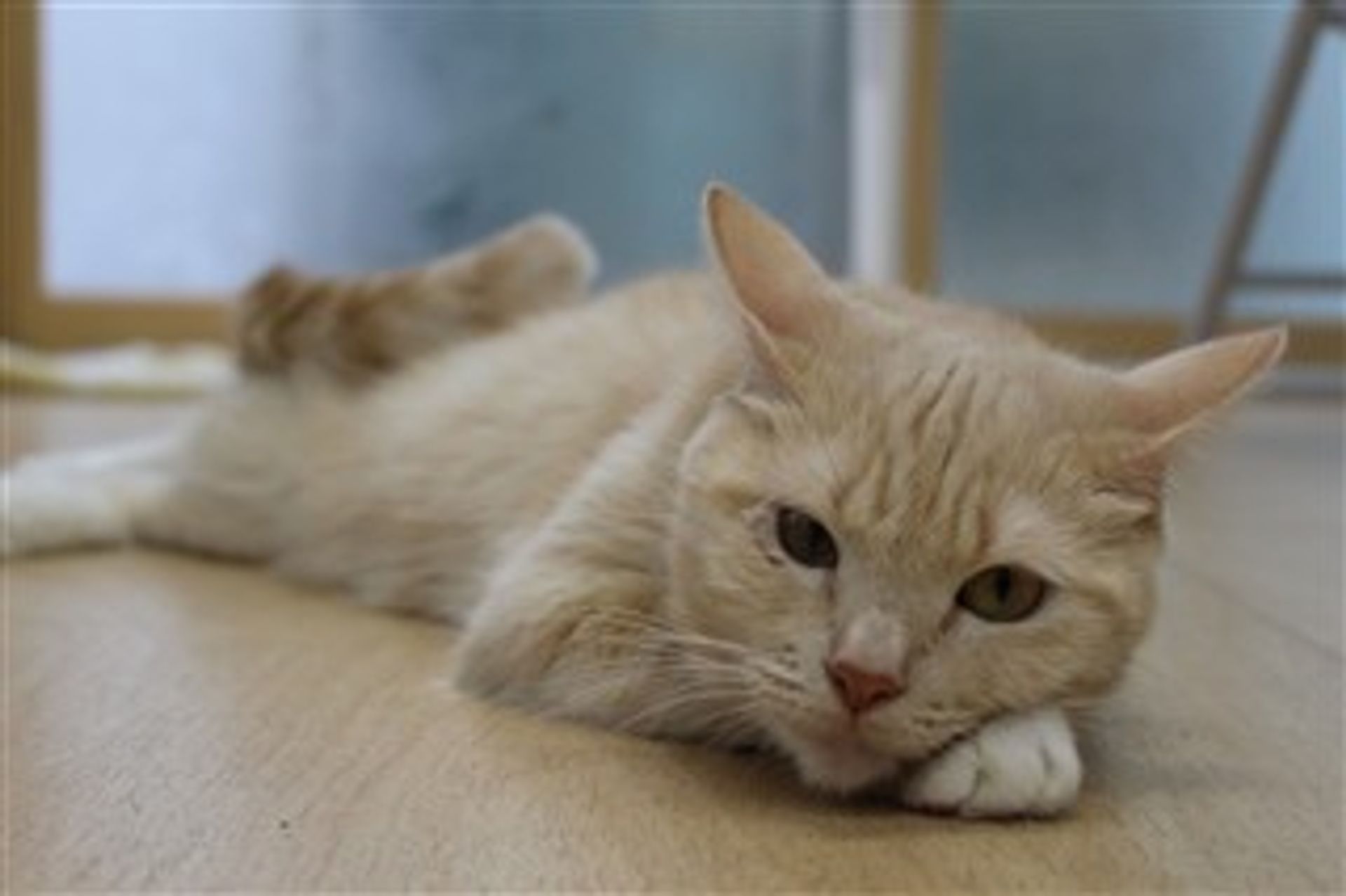 マンチカン・メスの里親募集の写真
