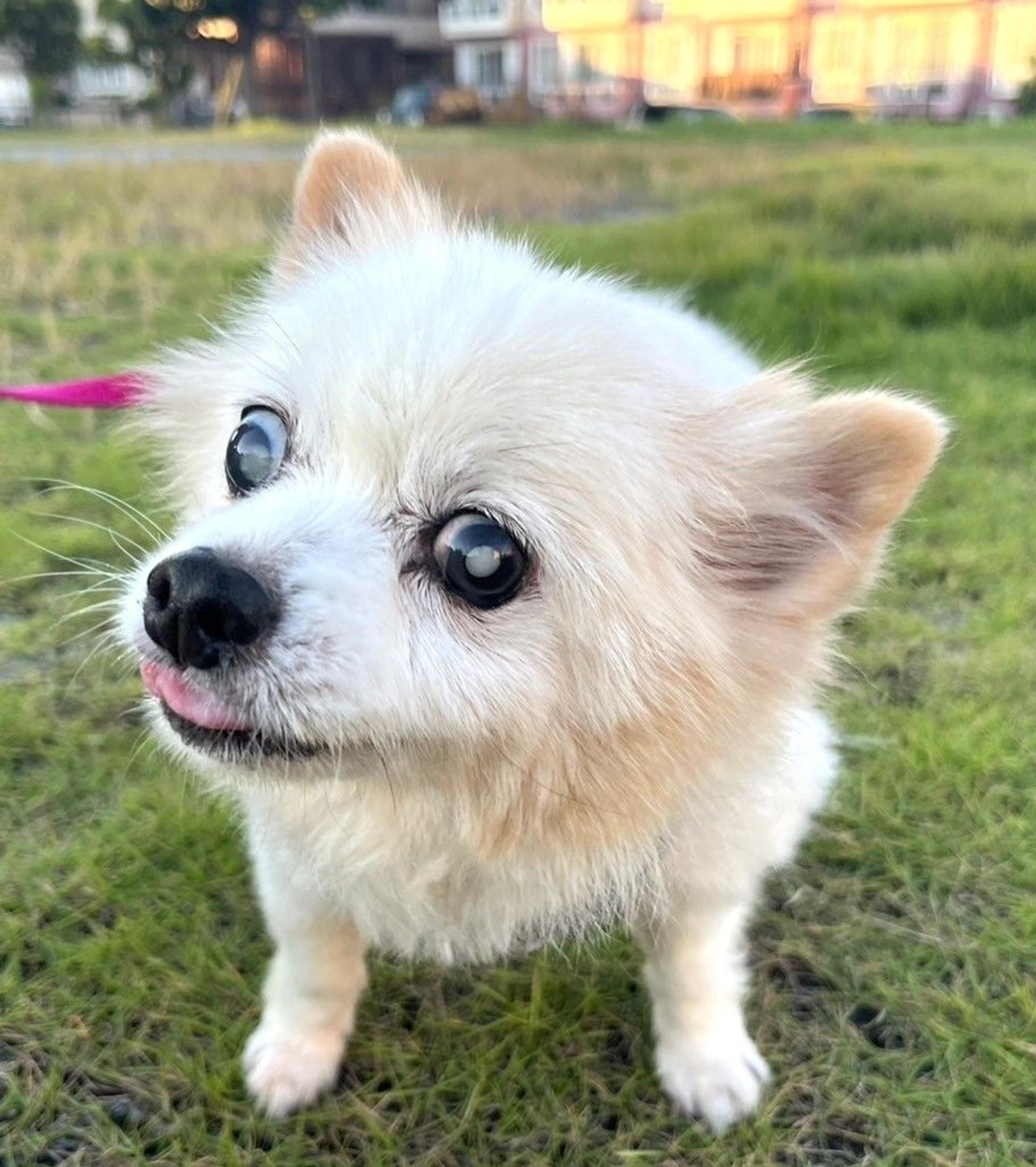 pet-image-4