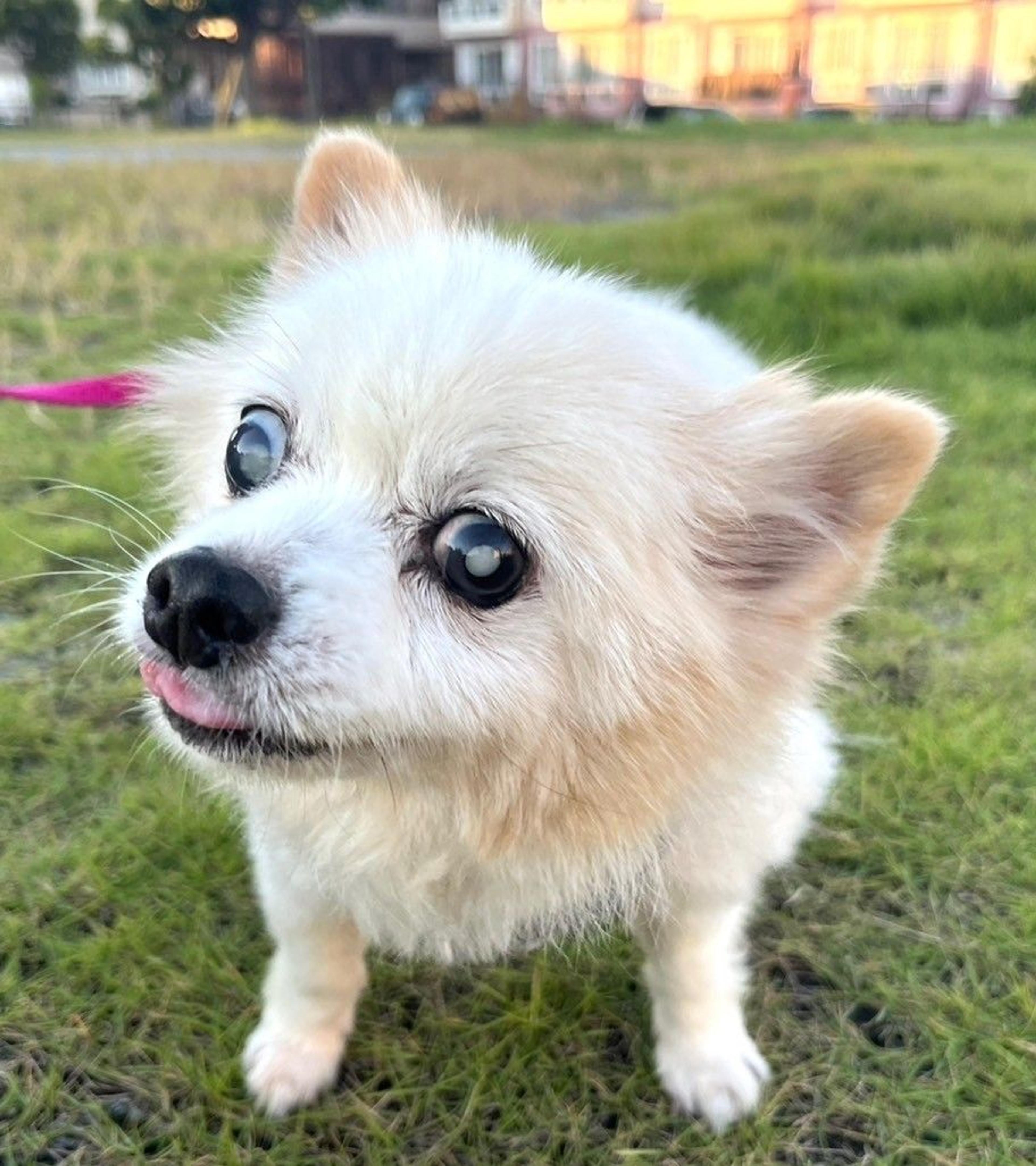 pet-image-4