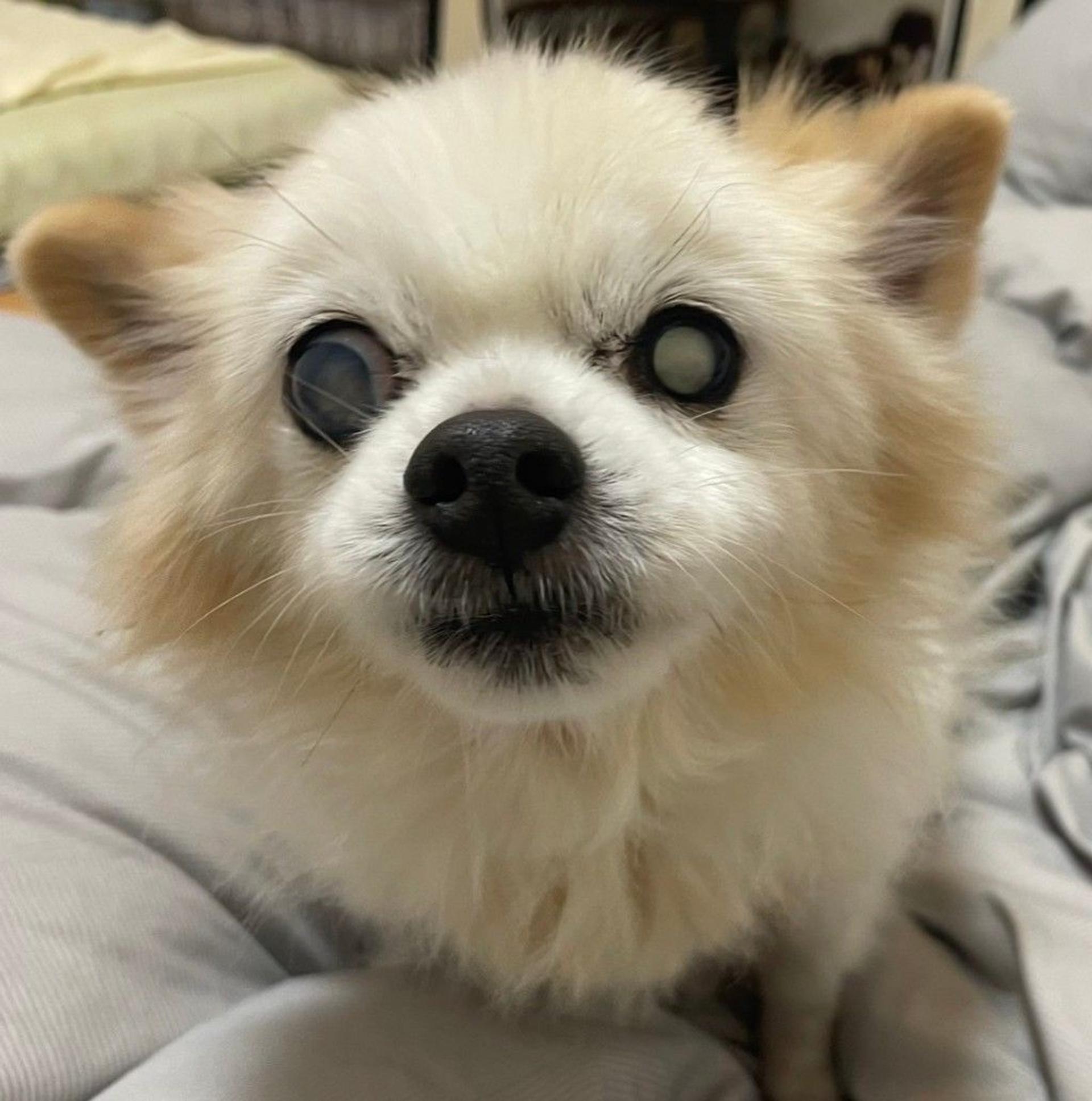 pet-image-5