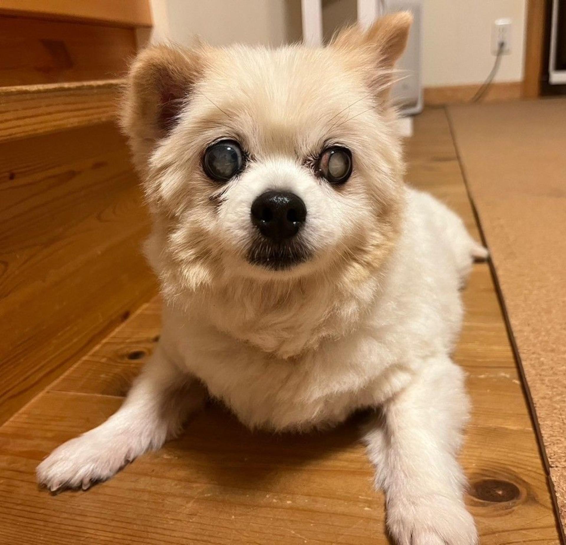pet-image-7