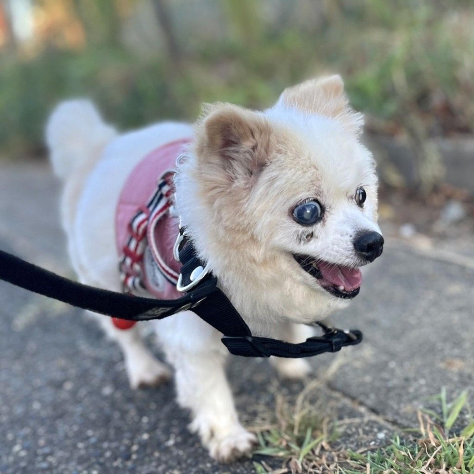pet-image-8