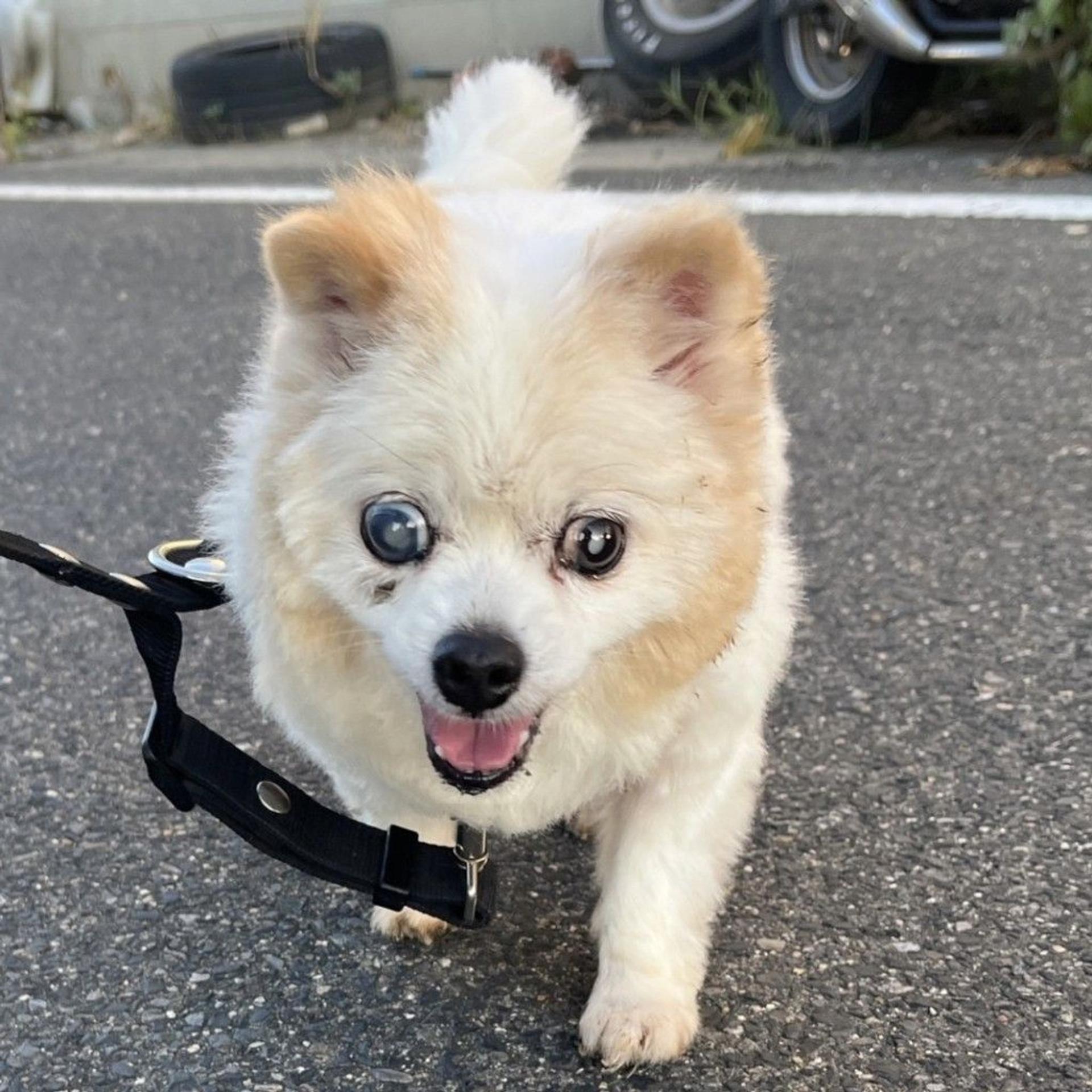 pet-image-6