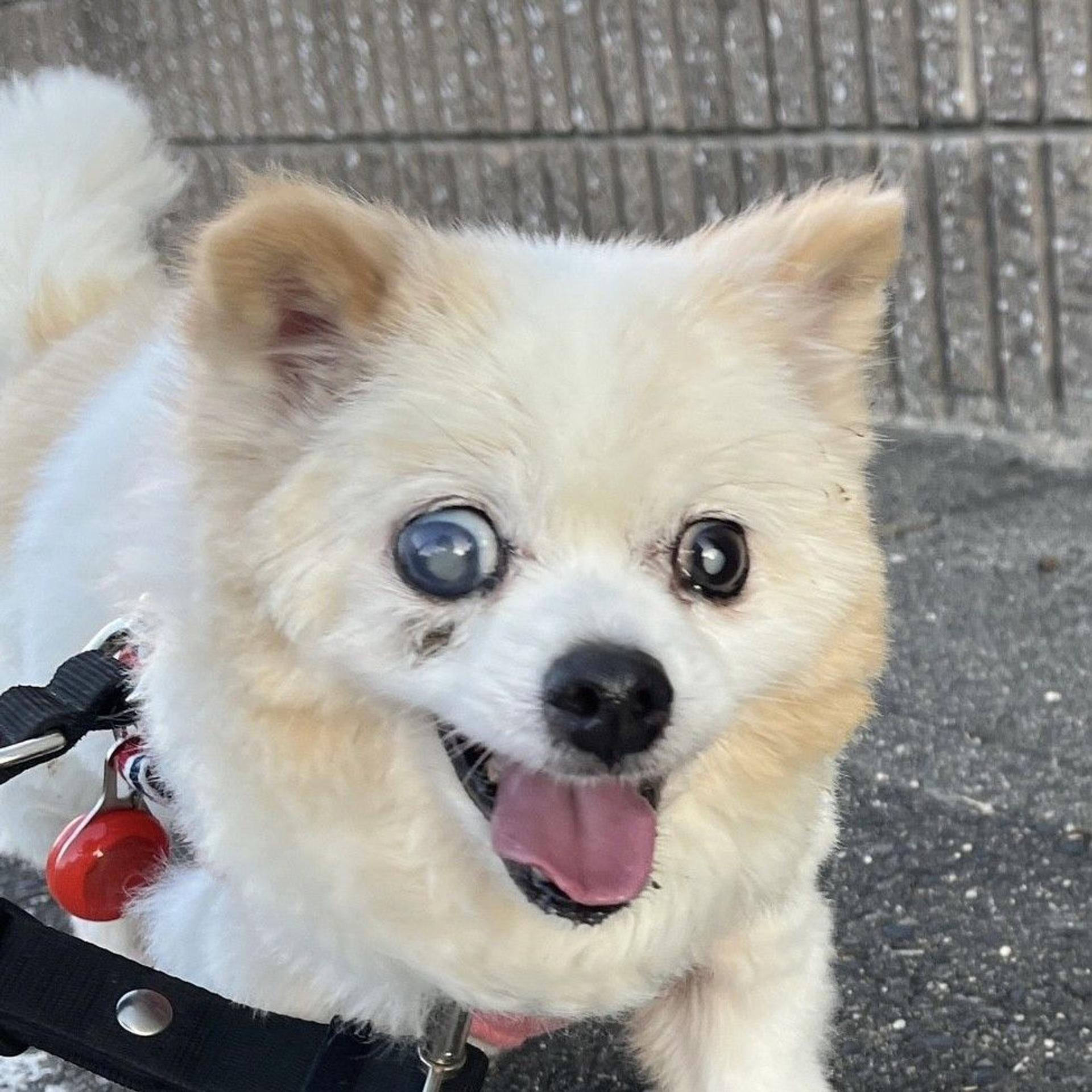 pet-image-10