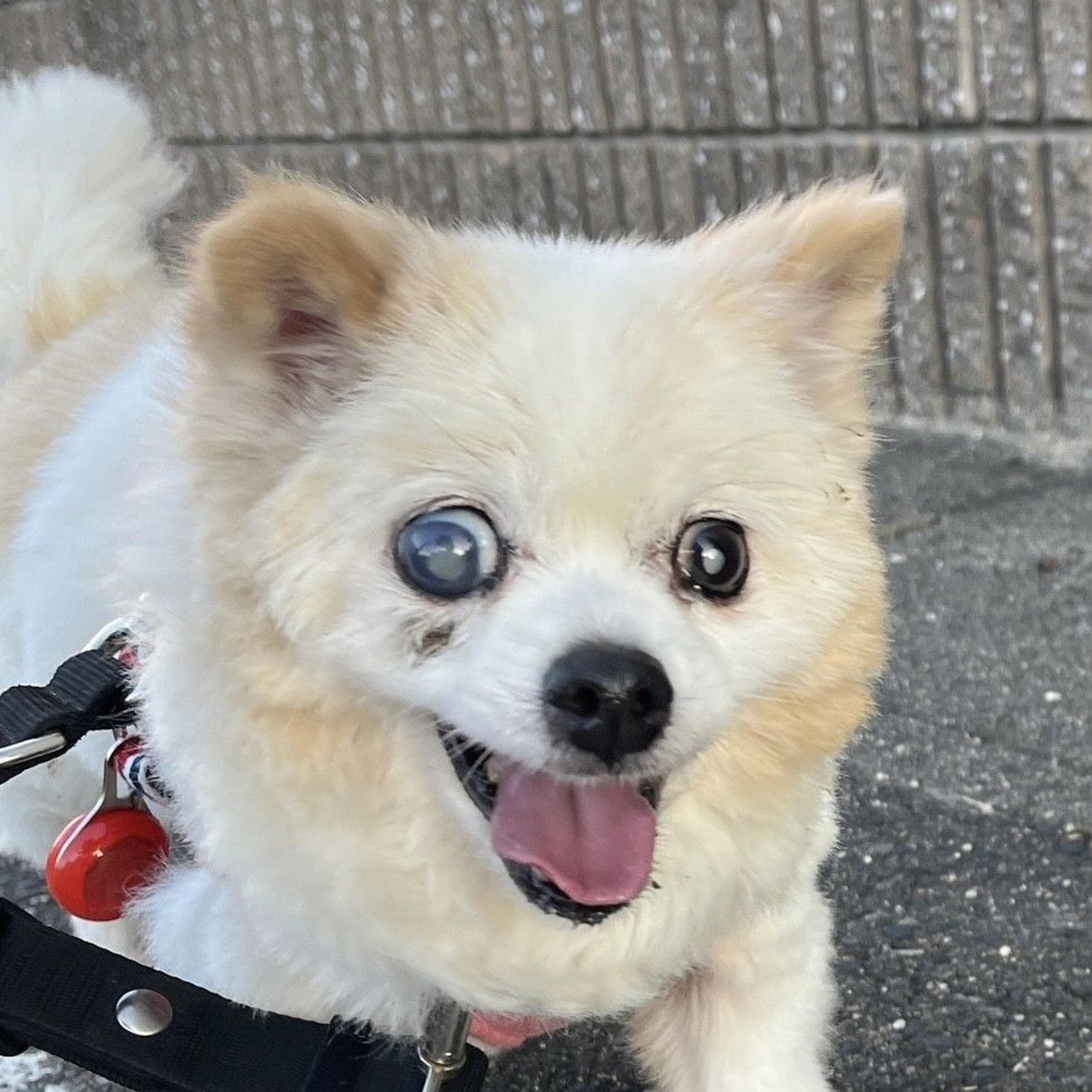 pet-image-10