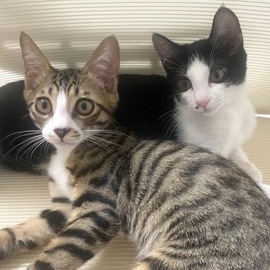 いくら&おかかの写真