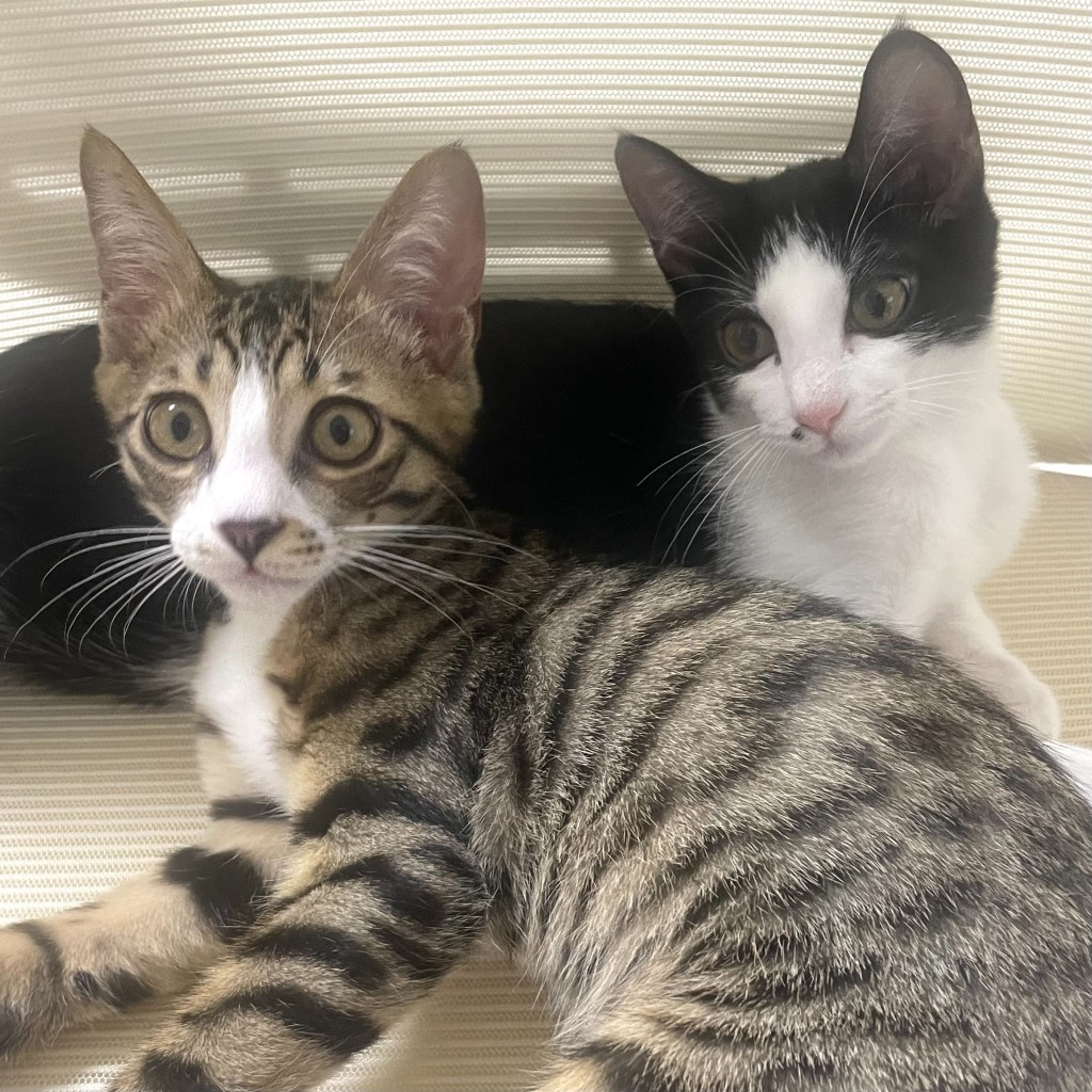 雑種（ミックス猫）・オスの里親募集の写真