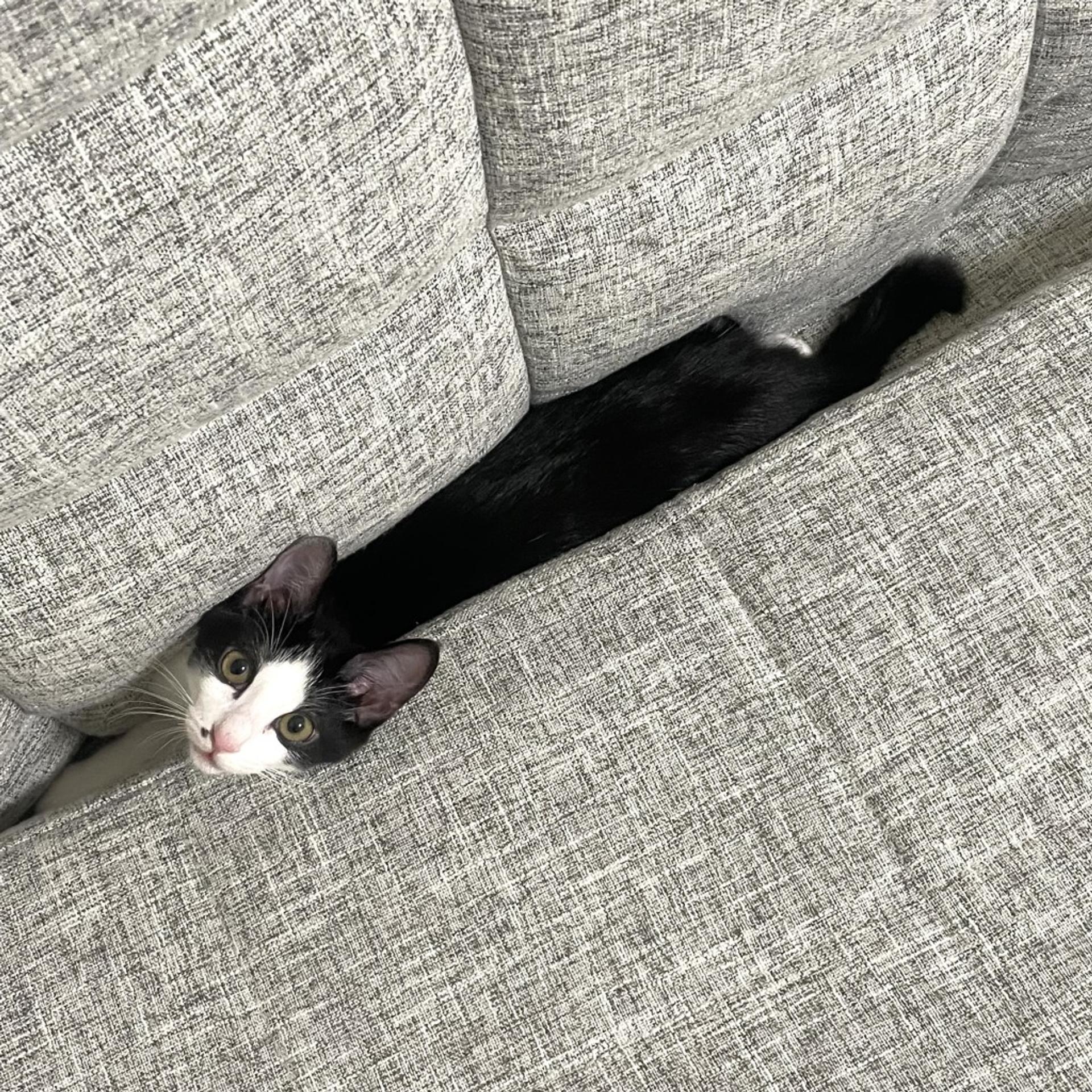 pet-image-6