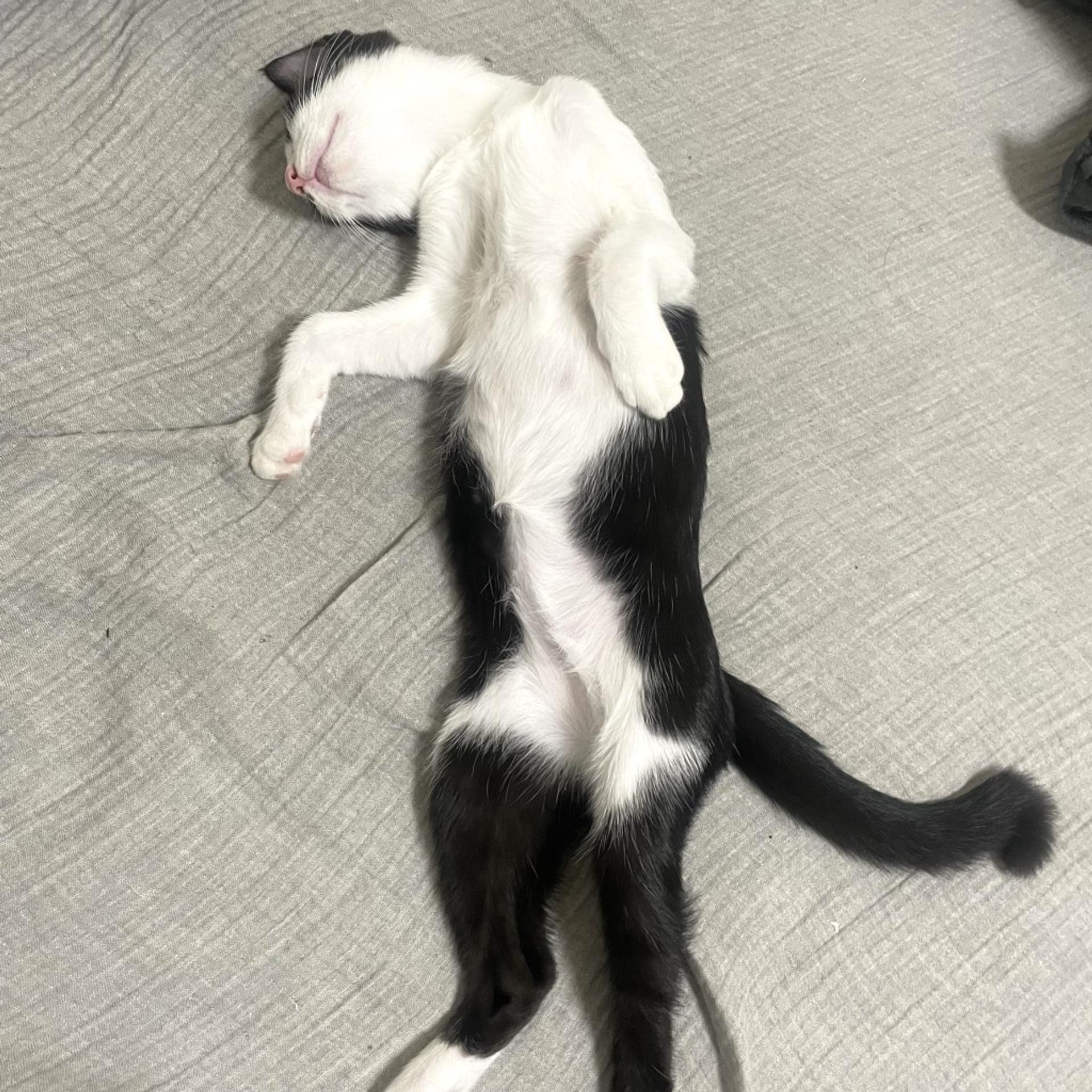 pet-image-7