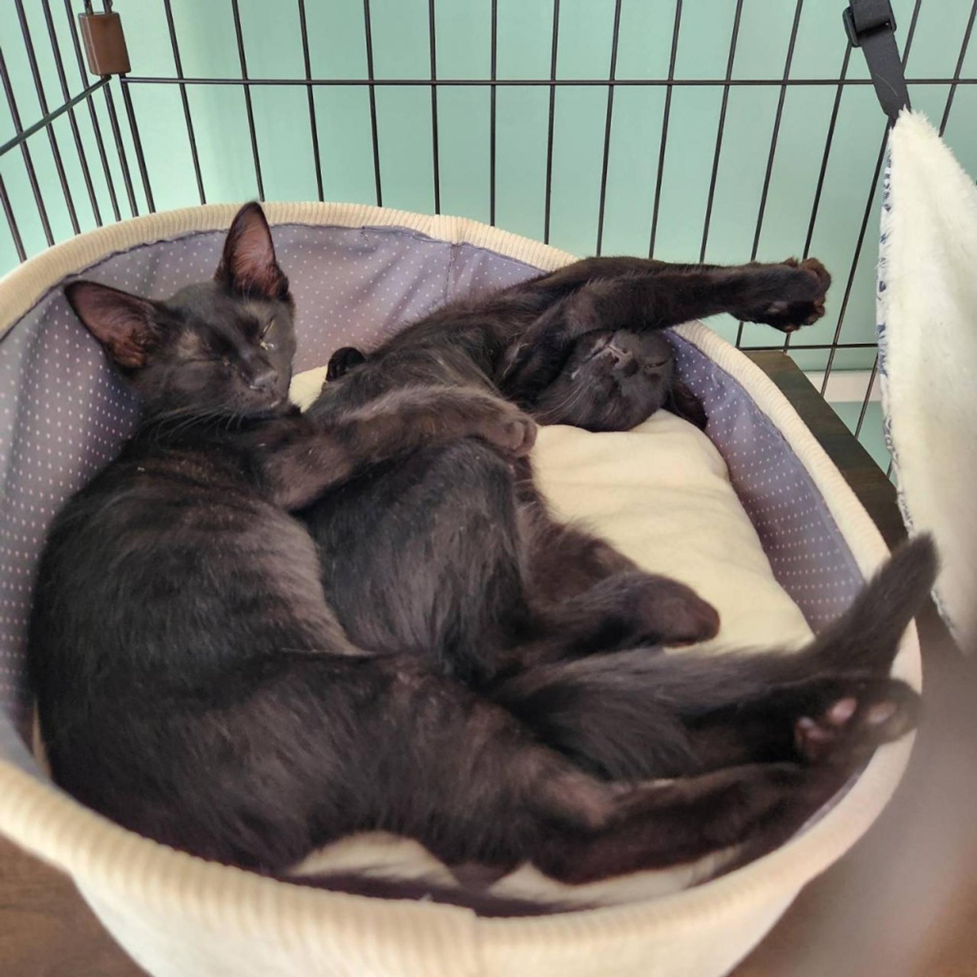 pet-image-5