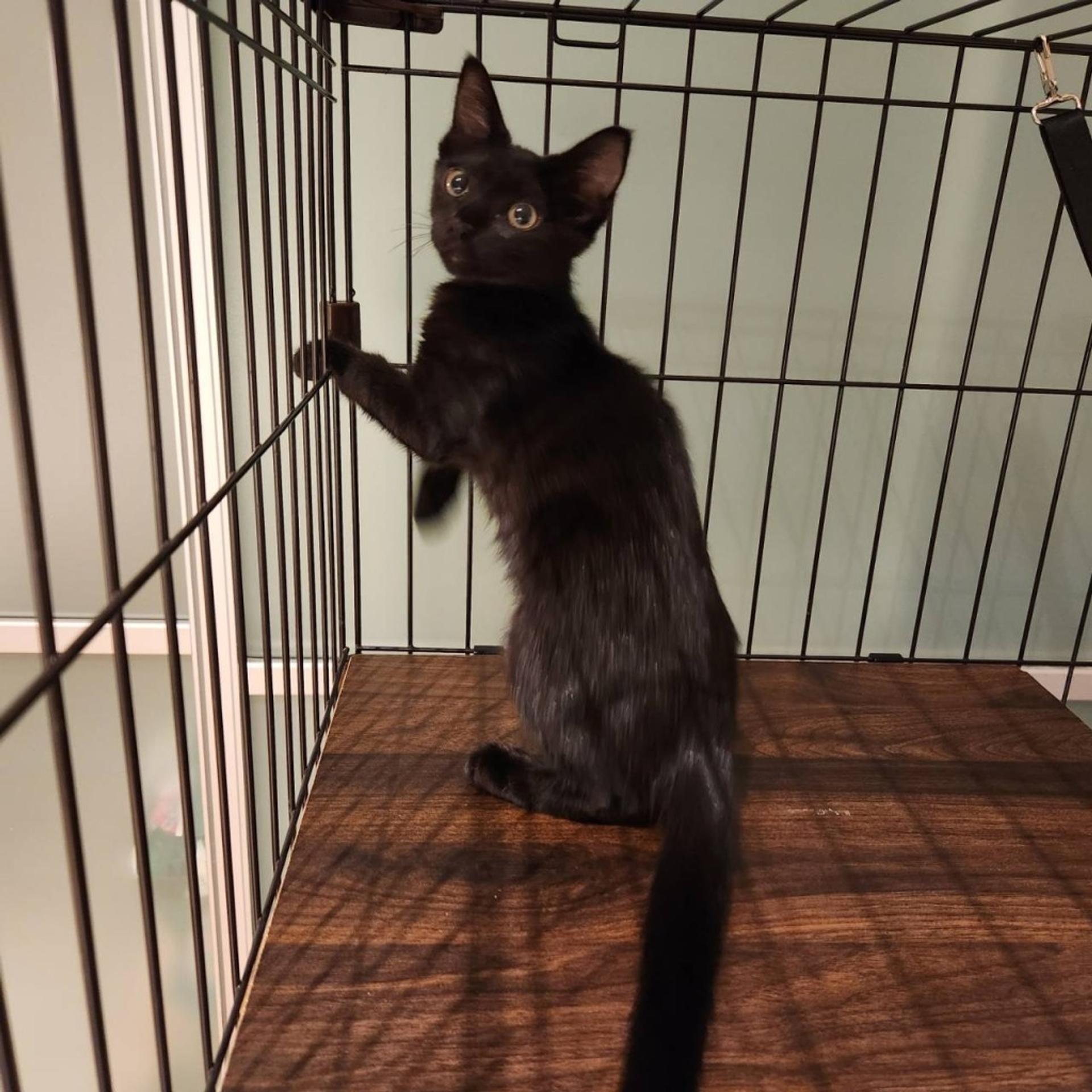 pet-image-6